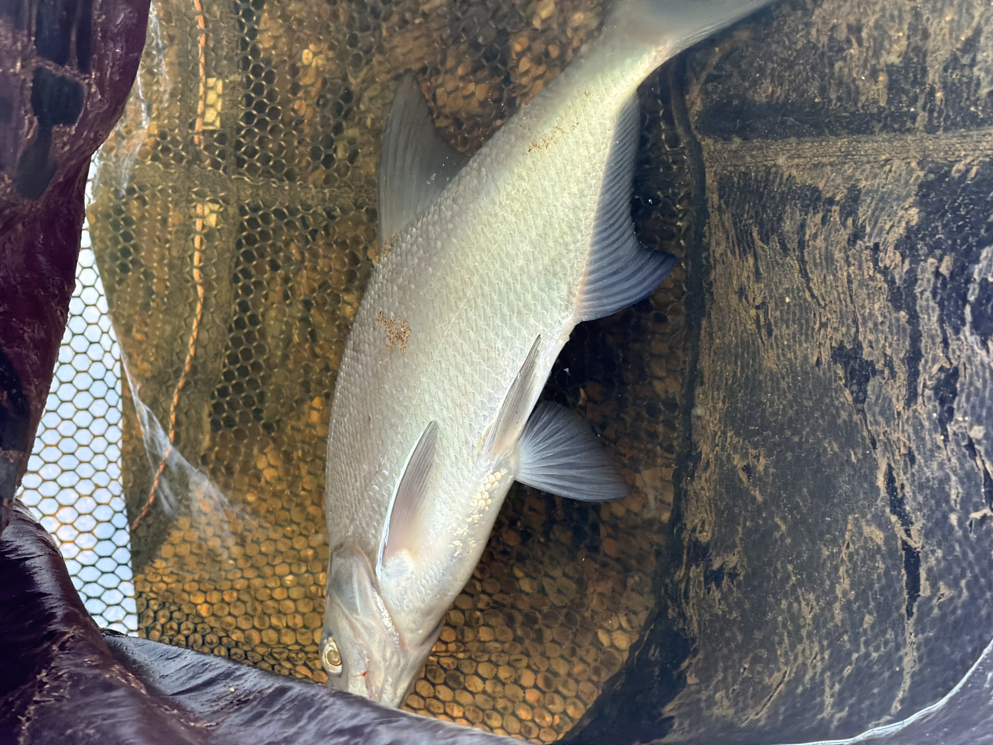 A high-angle, close-up photograph captures a silver-colored freshwater fish, likely a bream, held in a dark fishing net submerged in water. The fish, oriented diagonally from the upper right to the lower left, displays a streamlined body with prominent, well-defined fins. Its scales are a consistent silver-gray, and small, dark reddish-brown specks are visible on its side. One eye is visible, appearing to look towards the viewer.
The clear water allows visibility of the net's hexagonal mesh pattern and the bottom substrate, which consists of numerous small, light-brown pebbles or stones. A dark, non-mesh material, possibly part of the net's rim or a larger container, frames the scene along the left and bottom edges. The scene depicts a fish recently caught, contained within a net in its aquatic environment. The lighting suggests daylight, with no harsh shadows. The presence of pebbles on the bottom indicates a natural freshwater setting, consistent with rivers or lakes in the Chaikovsky, Russia region. There is no visible text in the image.