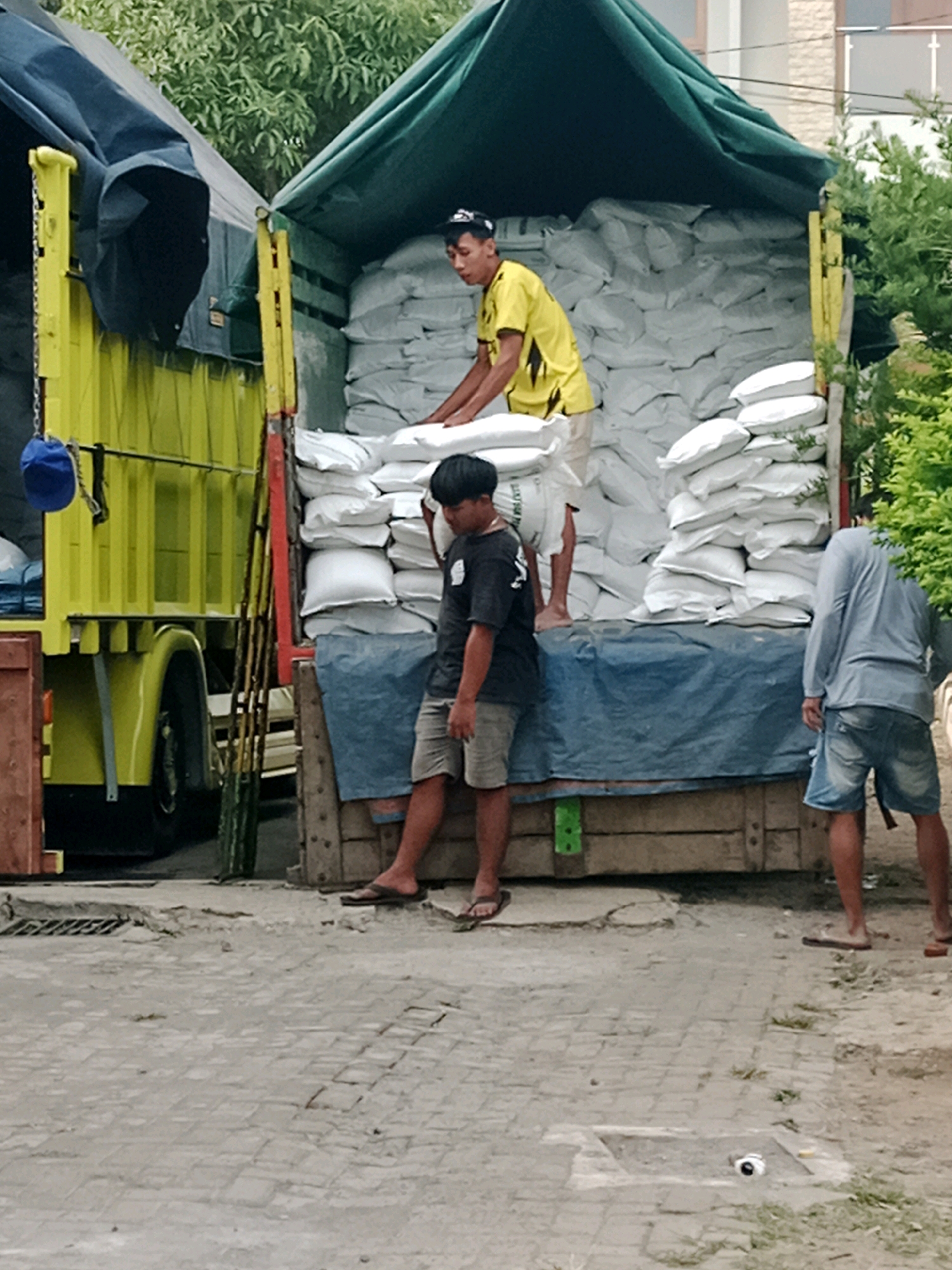 The image depicts a scene in Salatiga, Indonesia, likely near a loading or unloading area for goods. In the foreground, a paved surface with a drainage grate is visible. In the middle ground, a yellow truck is parked, its bed filled with numerous white sacks, suggesting the transport of bulk materials. Two individuals are actively engaged with the sacks. One person, wearing a yellow shirt and dark shorts, is positioned on top of the sacks, appearing to adjust or organize them. Another person, wearing a dark t-shirt and light-colored shorts, is standing on the ground next to the truck, looking towards the sacks. Further to the right, a third individual, wearing a gray long-sleeved shirt and denim shorts, stands facing away from the camera, also near the truck. The environment includes some greenery, indicating an outdoor setting, possibly a street or a commercial area. The overall impression is one of manual labor involved in the transfer of goods.