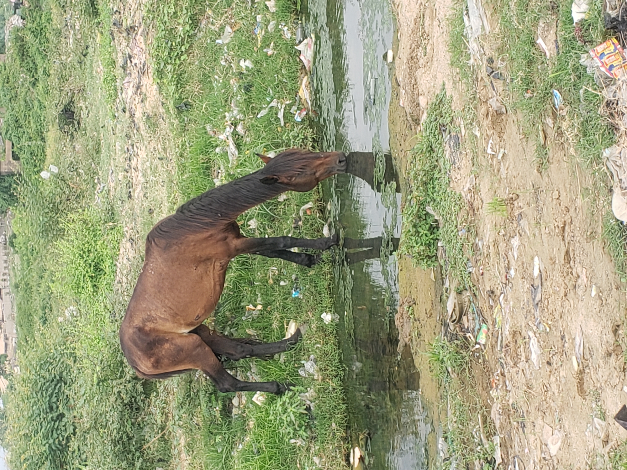 The image displays a brown horse drinking water from a narrow, heavily polluted ditch or stream. The horse, with a dark mane and tail, is bent down with its muzzle in the murky, dark green water, reflecting its head and the surrounding vegetation.
The banks on either side of the water body are covered with a mix of dry, light brown soil and patches of green grass and weeds. Both the water and the banks are extensively littered with various types of refuse, including numerous plastic bags, wrappers, and bottles. This debris is scattered along the entire visible stretch of the ditch, indicating significant environmental neglect. One colorful wrapper is visible among the trash, but no legible text can be discerned.
The scene takes place outdoors during what appears to be daytime, under natural light conditions, with no signs of adverse weather. The general setting suggests an unkempt or neglected area, possibly within a rural or peri-urban landscape common in regions like Lokoja, Nigeria. The image evokes a sense of environmental concern due to the visible pollution and the horse's reliance on such water. No people are visible in the frame.
