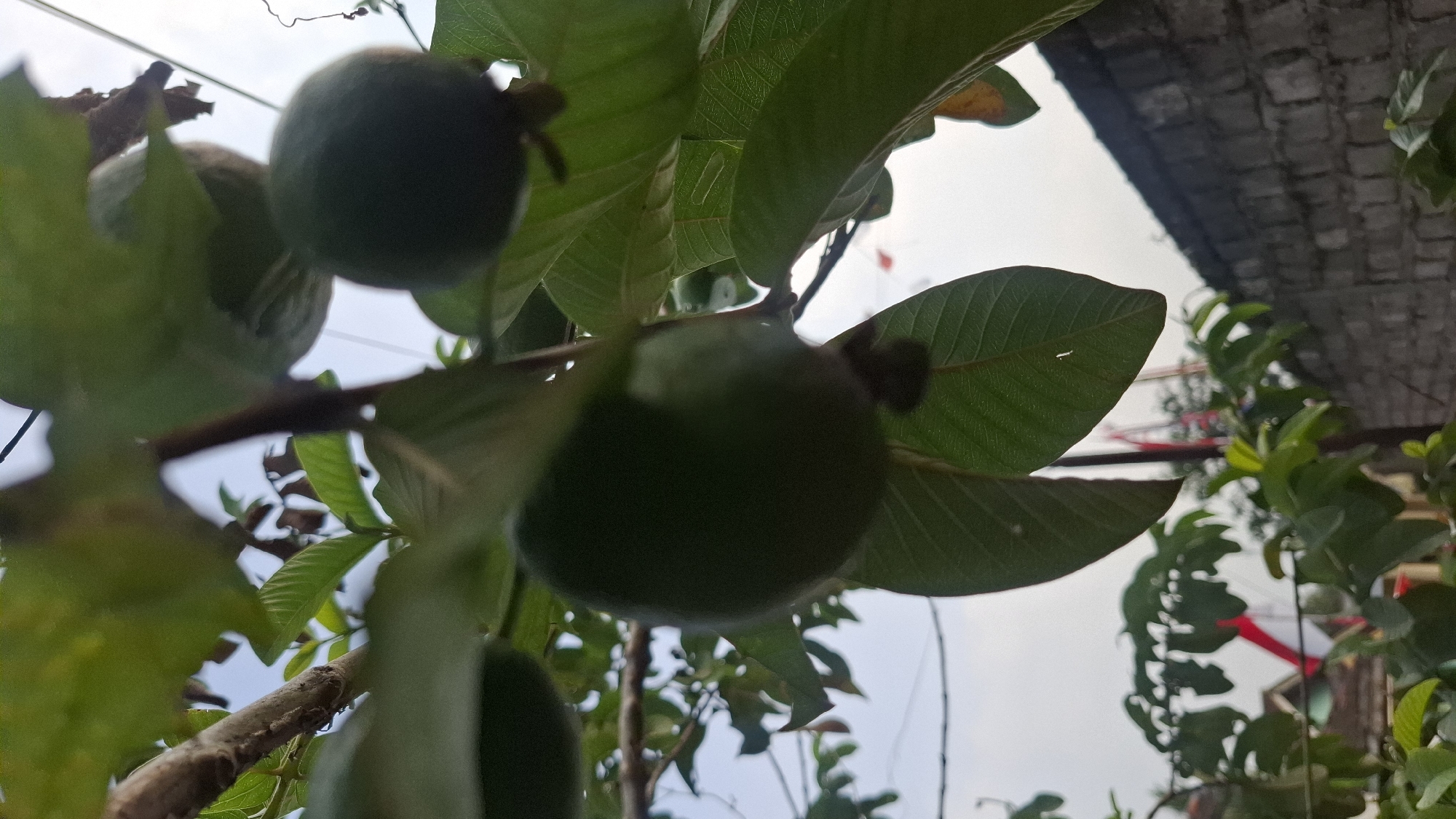 This is a close-up, low-angle photograph of several unripe guavas hanging from a tree branch, with green leaves in the foreground. The sky is overcast. In the background, a brick wall is visible to the right. To the left of the wall, a house with a red and white flag is partially visible. The image appears to have been taken outdoors in the city of Cilaku, Indonesia.
