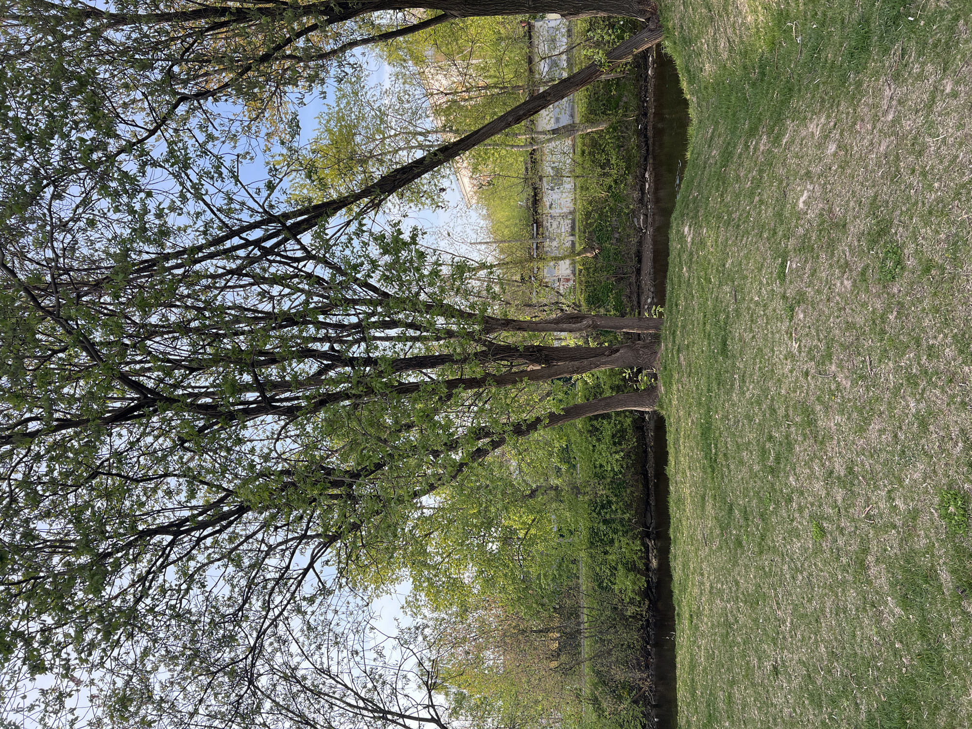 The image depicts a grassy area adjacent to a body of water, possibly a canal or small river. Trees line both sides of the waterway, with some branches overhanging the water. The leaves on the trees are primarily green, suggesting it is spring or summer. The sky is visible through the trees, with a mix of blue and overcast patches. In the background, what appears to be a building or structure can be seen, possibly across the water. The grassy area is relatively uniform. The image appears to be taken from a slightly elevated position. Given the reference to Saint Petersburg, Russia, the scene could be located in one of the city's numerous parks or canals. However, specific landmarks or architectural details necessary to pinpoint the exact location are absent.