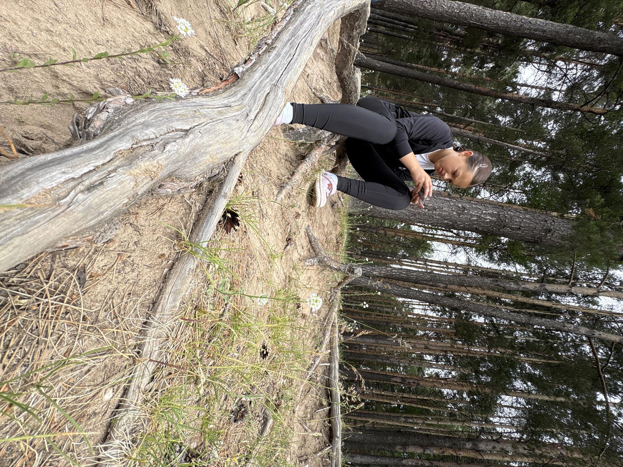 A young female is sitting on a fallen log in a pine forest, looking at her phone. She is wearing black leggings, a black jacket, a white t-shirt, and pink sneakers. The forest floor is covered with sand, pine needles, and sparse green grass. There are several small white flowers growing in the sandy soil. The trees in the background are tall and thin, with a dense canopy of pine needles. The sky is overcast. The location is the forest area near the Kama River, in the city of Chaikovsky, Russia.