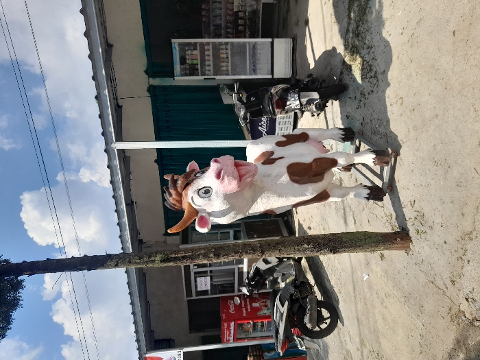 A large, white and brown, cartoon-like, fiberglass cow statue stands on a metal stand in front of a shop in Kecamatan Pujon, Indonesia, at coordinates (-7.855, 112.454). The cow statue has a wide, open mouth, showing its pink tongue. The statue is facing the camera, and the ground is a light brown, dirt surface. A small, red cooler with "Coca-Cola" written on it sits in the background. A black and silver scooter with a "Aice" sticker on it is parked in front of a storefront with a large glass window and a white door. The window appears to be a refrigerator and has various items, likely beverages, stacked on the shelves inside. The building is white with a green awning and brown trim. A large tree trunk with a few branches sits directly behind the cow statue. The sky is blue and cloudy. The scene is sunny and the weather appears warm.