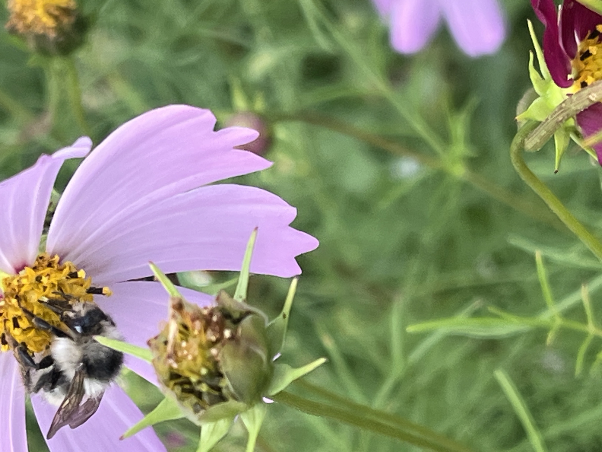 A close-up, low-angle shot captures a fuzzy bee with black and white markings nestled deep within the bright yellow center of a delicate, pale purple cosmos flower. The bee's legs and body are covered in pollen. In the foreground, a spent green flower bud with brown speckles points upwards. The background consists of soft-focus green foliage, with another blurred purple flower visible on the right. The scene appears to be from a garden or natural area, possibly in Il'ino, Russia, given the user's context, though specific locational markers are absent in the image itself. The lighting is natural and soft, indicating it might be daytime with diffused sunlight. There are no humans or any other discernible human activity in the frame.