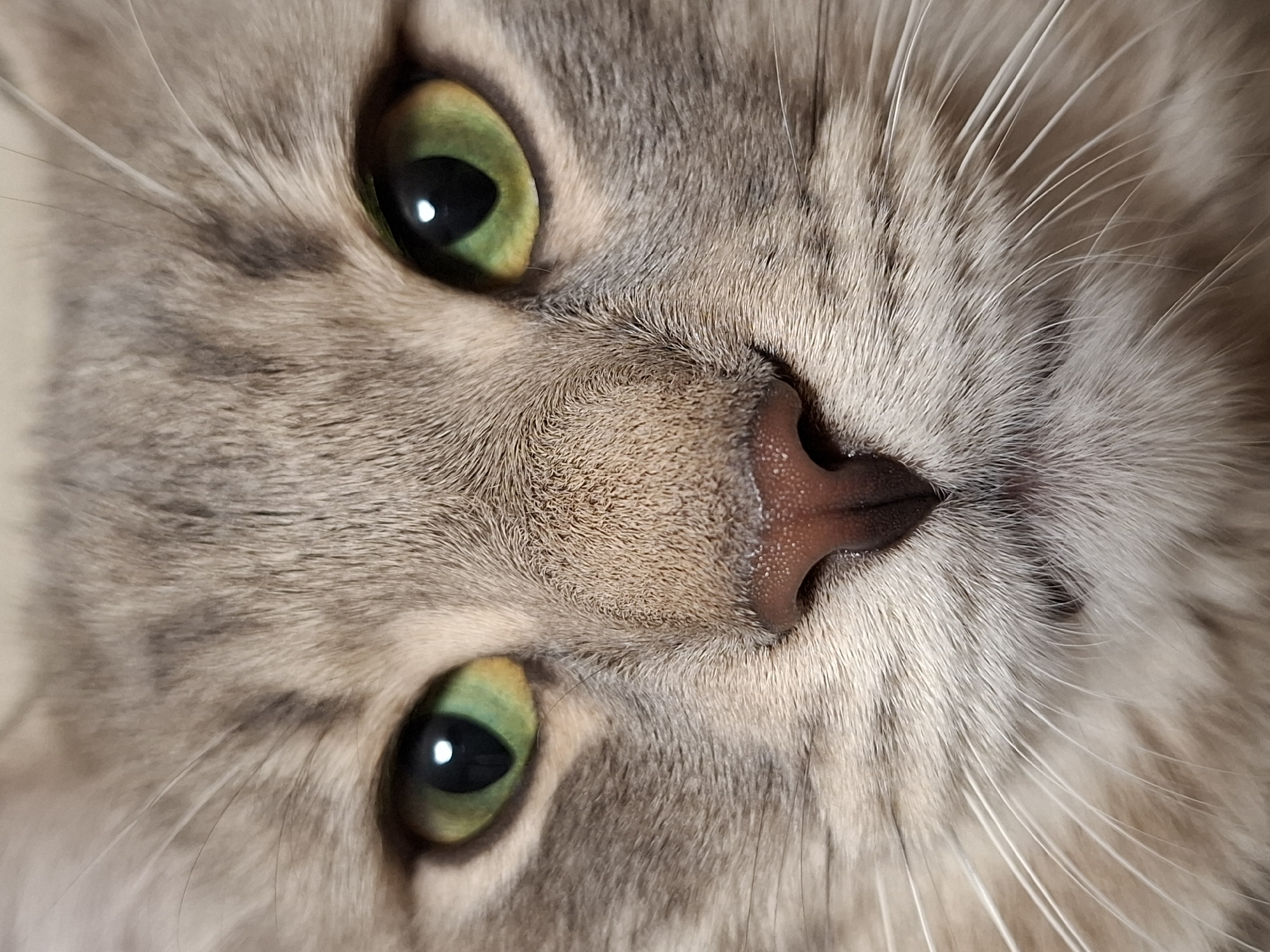 A close-up, slightly angled view shows the face of a cat. Its fur is primarily gray with darker stripes and lighter highlights. The cat has two visible green eyes with black pupils and a pink nose. The cat's whiskers are white and extend outwards. The location of this image is unspecified, but it has no relevance to the Serbian city of Novi Sad.