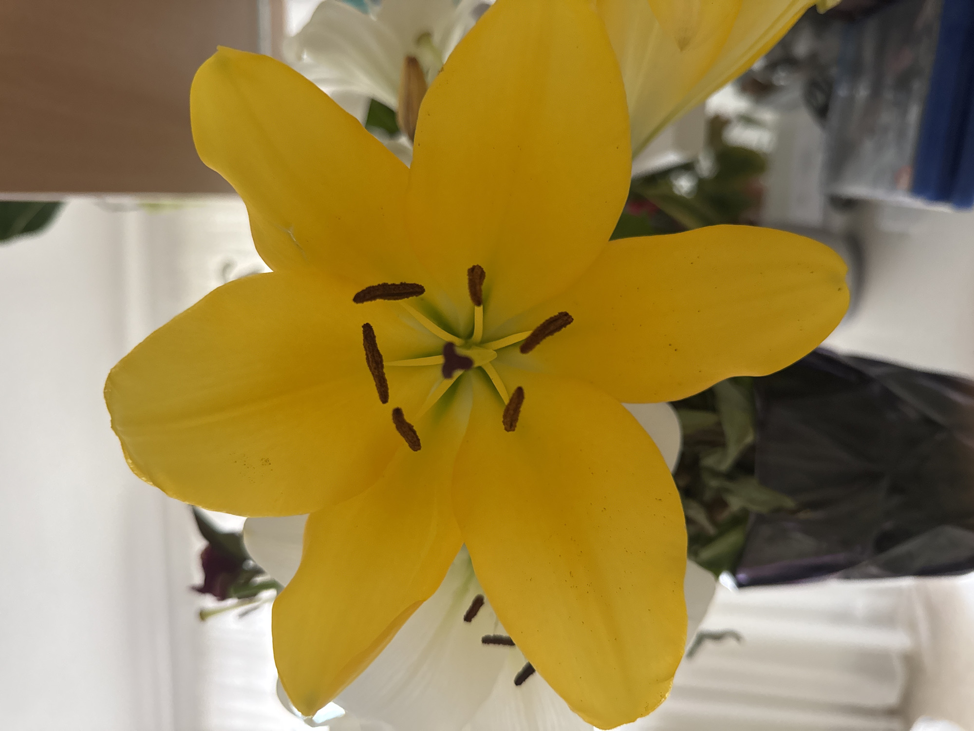 A close-up, slightly angled shot showcases a vibrant yellow lily in full bloom. The lily's petals are spread wide, revealing its dark brown stamen and pistil at the center. Behind the dominant yellow lily, a blurred white lily is partially visible. The flowers are arranged in a dark, faceted vase, and the background is softly out of focus, showing hints of white curtains, a light-colored wall, and possibly other floral elements. The lighting suggests an indoor setting, possibly near a window. The image does not contain any specific geographical markers to indicate it is located in Waltershausen, Germany.