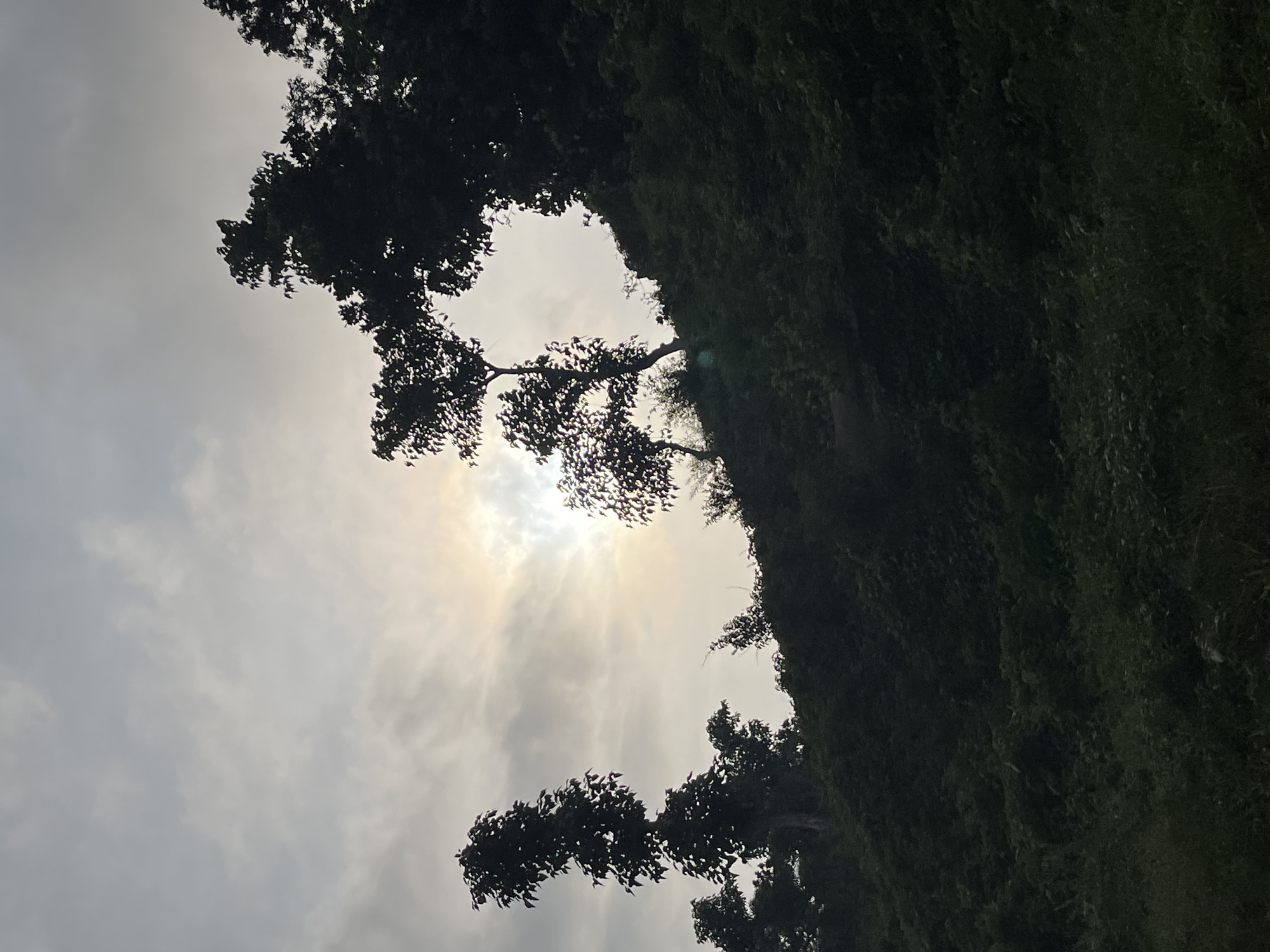 The image depicts a silhouetted hillside covered in dense vegetation and trees against a hazy, overcast sky. The sun is partially obscured by clouds, creating a soft glow that illuminates the upper portion of the frame. Several trees are visible in silhouette, with their branches and leaves creating intricate patterns against the sky. The overall scene is natural and undeveloped, suggesting a rural or natural landscape. There are no visible people, buildings, or signs of urban development in this image. The specific location within Abuja, Nigeria, cannot be determined from the visual information provided.