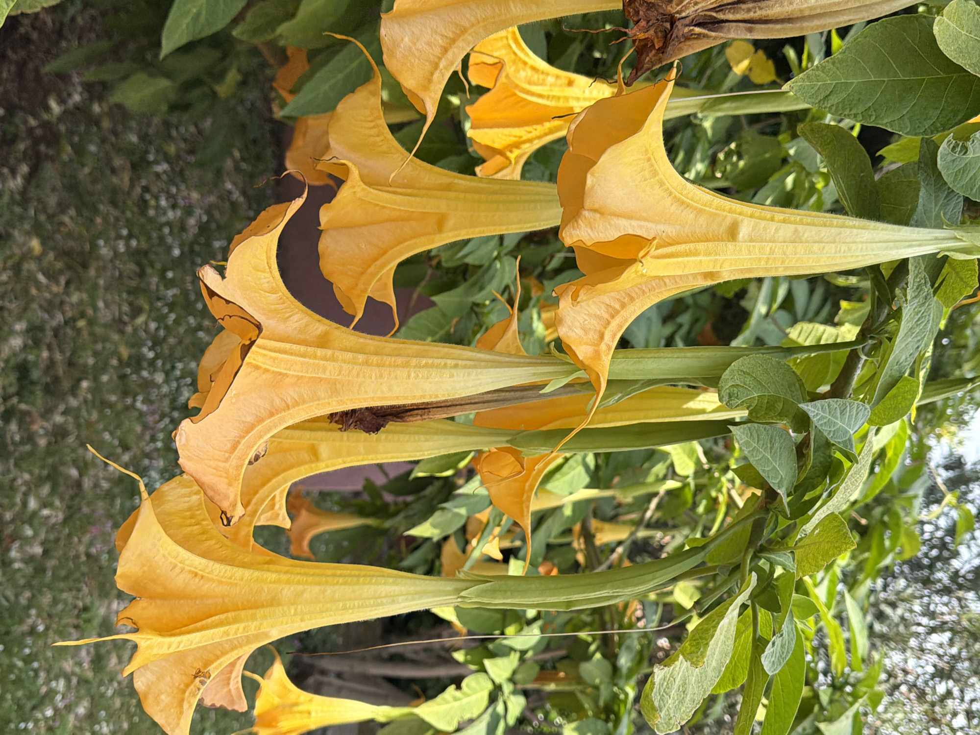 This close-up image captures a vibrant display of numerous large, trumpet-shaped yellow flowers, likely Angel's Trumpets (Brugmansia), in a natural outdoor setting. The flowers are the dominant subject, hanging downwards from thick green stems. Their petals are a rich, warm yellow, with some showing slight brown or withered edges, suggesting various stages of bloom or exposure to elements.
Several flowers are prominently featured, their elongated, flared forms filling much of the frame. The smooth texture of their petals and the fine, almost velvety surface of their stems are visible, especially in the detailed crops. Interspersed among the bright yellow blooms are lush green leaves, providing a verdant backdrop and contrast. These leaves appear healthy and robust, with visible vein patterns.
The background is softly blurred, showing out-of-focus green foliage and hints of dappled light, indicating a depth of field that keeps the flowers in sharp focus. The scene is brightly lit by natural sunlight, suggesting a clear day. This strong lighting creates distinct highlights and shadows on the flowers and leaves, enhancing their three-dimensional quality.
No people or visible text are present in the image. The setting appears to be a garden or a cultivated natural area, consistent with the provided location context of Budva, Montenegro. The overall impression is one of natural beauty and botanical splendor on a sunny day.
