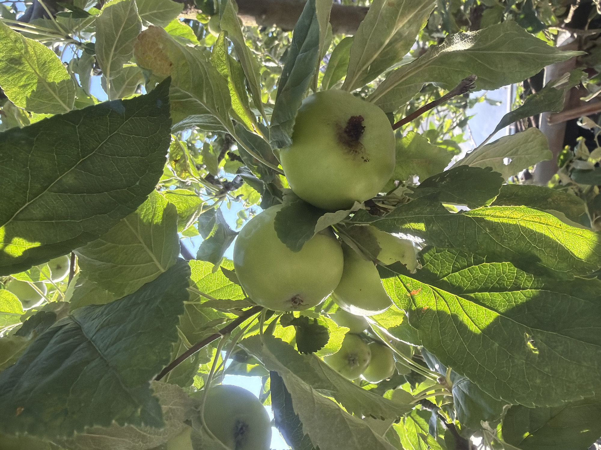 The image shows a cluster of green apples on a tree branch, with dappled sunlight filtering through the leaves. The apples are round and appear to be unripe. Some of the leaves are partially obscured by other leaves and branches, and the sky is visible in the background. The overall impression is one of a natural, outdoor scene, likely in a garden or orchard. There are no people or animals visible in the image. The scene is likely from a park or garden in Szczecin, Poland.