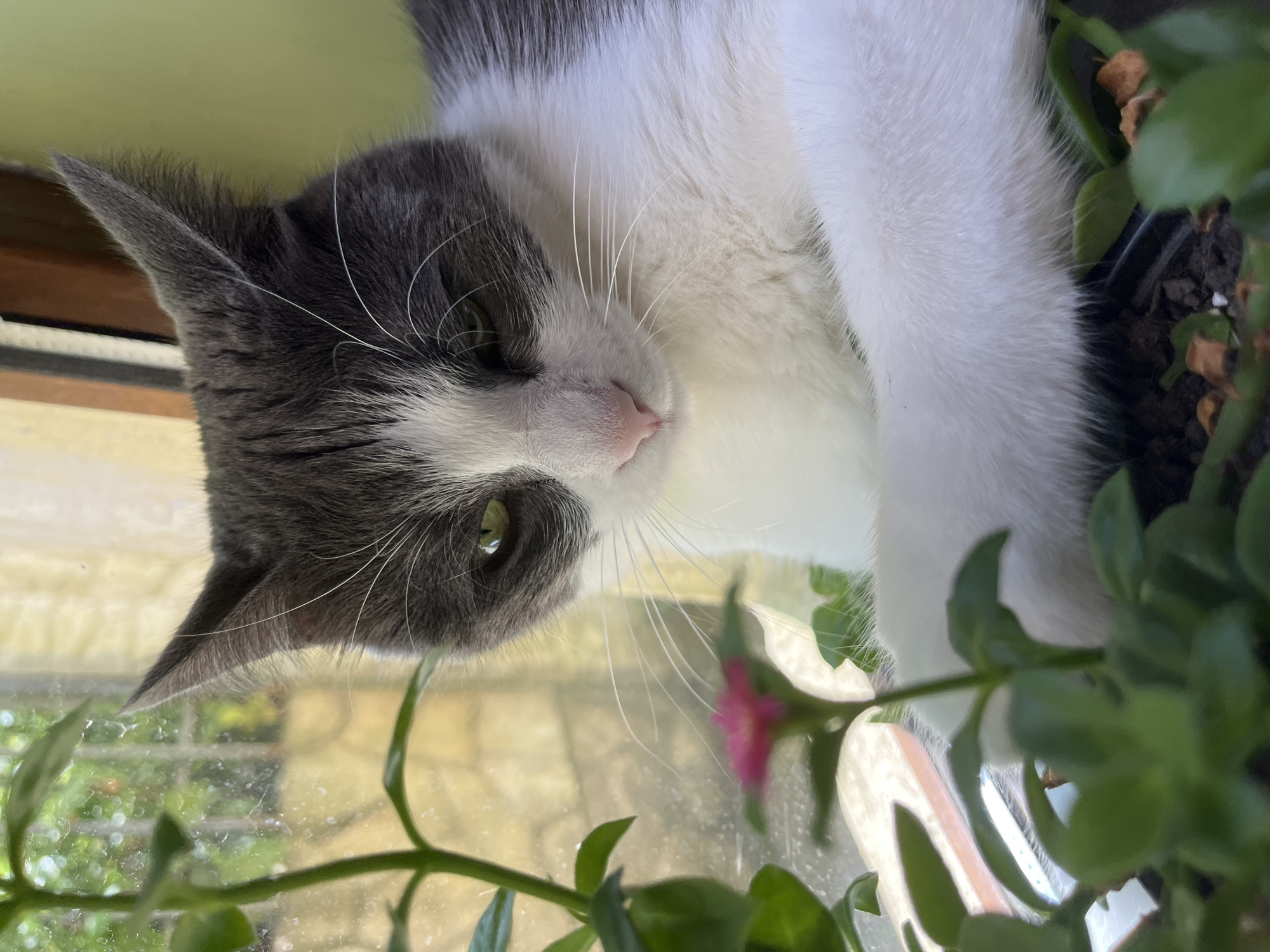 A grey and white cat is lying on a windowsill next to a potted plant with small green leaves and a pink flower. The cat's eyes are partially closed, and its head is tilted down, giving it a somewhat sleepy or contemplative expression. The background shows a window with visible raindrops on the glass, suggesting it might be raining outside. The setting appears to be indoors, near a window, and the scene is brightly lit, likely by natural light. The image does not provide any specific information about the city of Ureki, Georgia, or any other geographical location.
