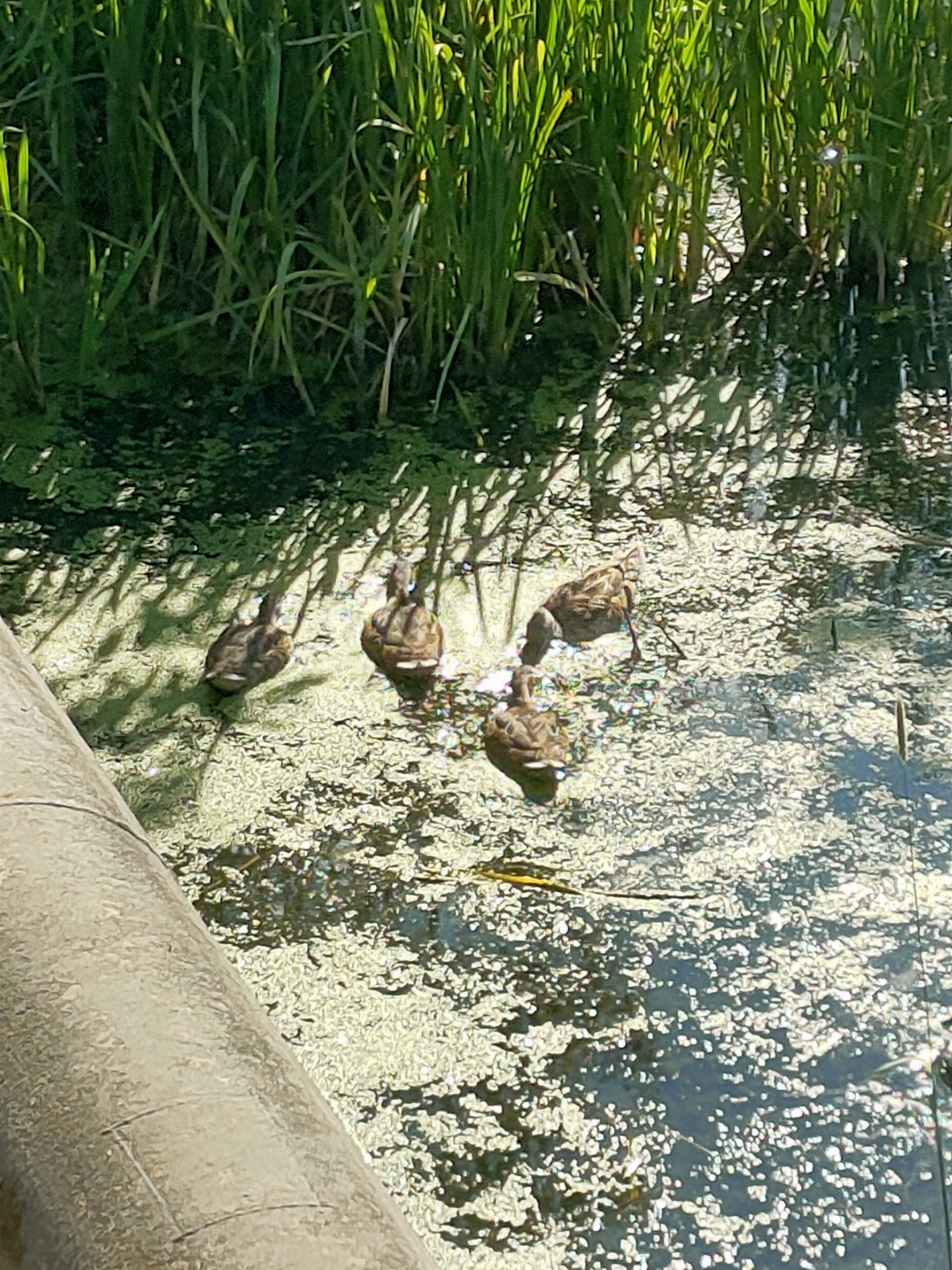 The image shows a group of four ducks swimming in a body of water. The water is partially covered with green algae and has sunlight filtering through it, creating dappled shadows on the surface. Tall green reeds or grasses are visible along the edge of the water. In the foreground, a portion of a concrete structure, possibly a pipe or barrier, is visible. The ducks appear to be of a mottled brown and black coloration, consistent with mallard ducks. One duck is in the front, looking to the left, followed by two ducks in the middle, and another duck to the right. The ducks are swimming together, indicating they are likely a family unit. The environment suggests a natural or semi-natural aquatic setting within a city or park. The presence of the concrete structure implies human intervention in the landscape. This scene could be located in Nosivka, Ukraine, where such natural elements combined with urban infrastructure are common.