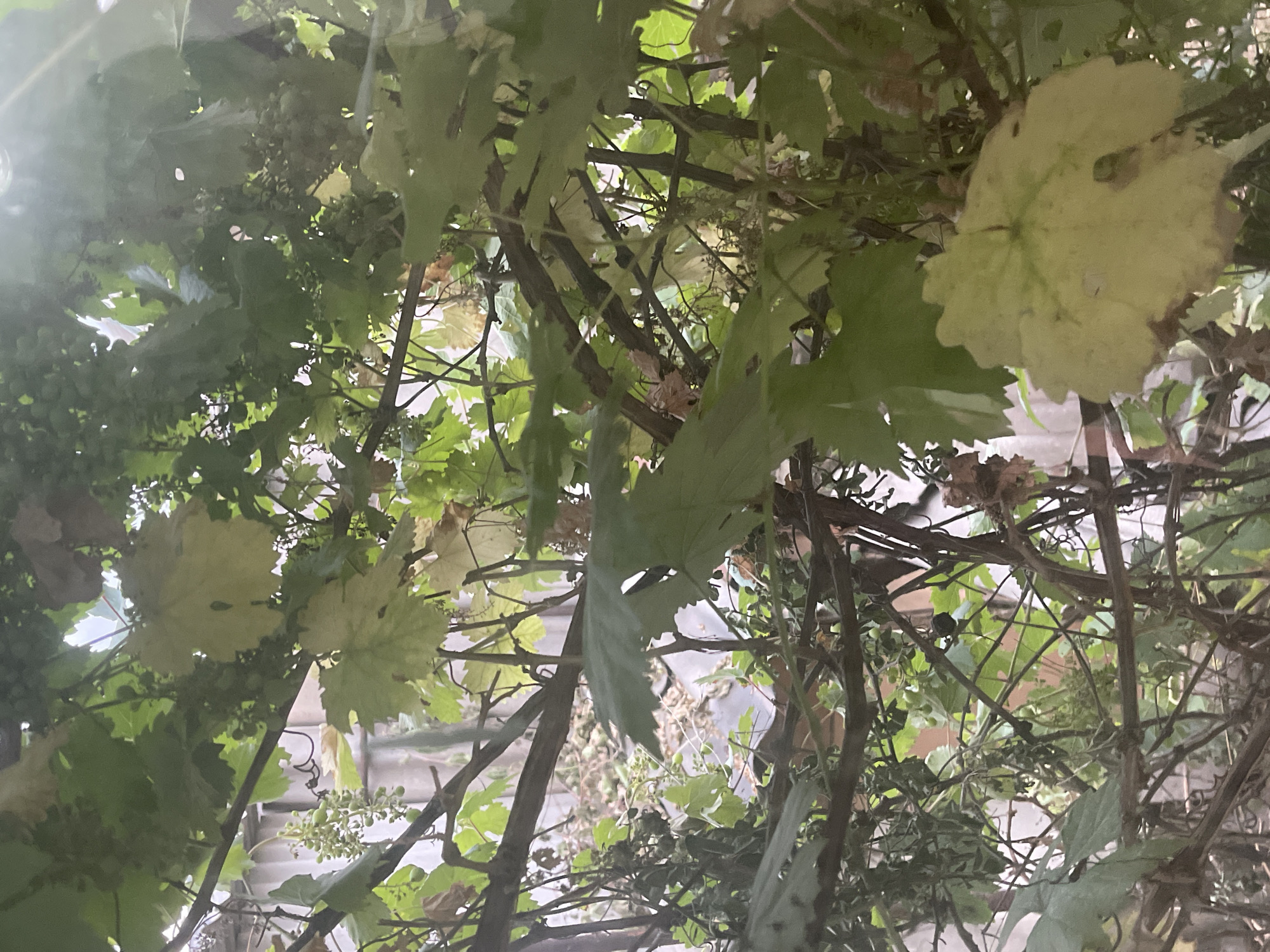 The image depicts a dense canopy of grapevines, viewed from below, suggesting they are growing over a structure like a pergola or trellis. The leaves are a vibrant green, with some showing signs of yellowing or browning, indicating a potential transition in season or natural aging. Small clusters of green, unripe grapes are visible amongst the foliage, along with dried remnants of flower clusters. The lighting suggests it is daytime, with sunlight filtering through the leaves, creating bright patches and shadows. The background is out of focus but appears to be an outdoor setting with some architectural elements, possibly a building or a fence, made of corrugated metal or similar material. The overall impression is one of lush, natural growth in an outdoor environment, likely in a garden or vineyard setting. There is no visible text in the image.