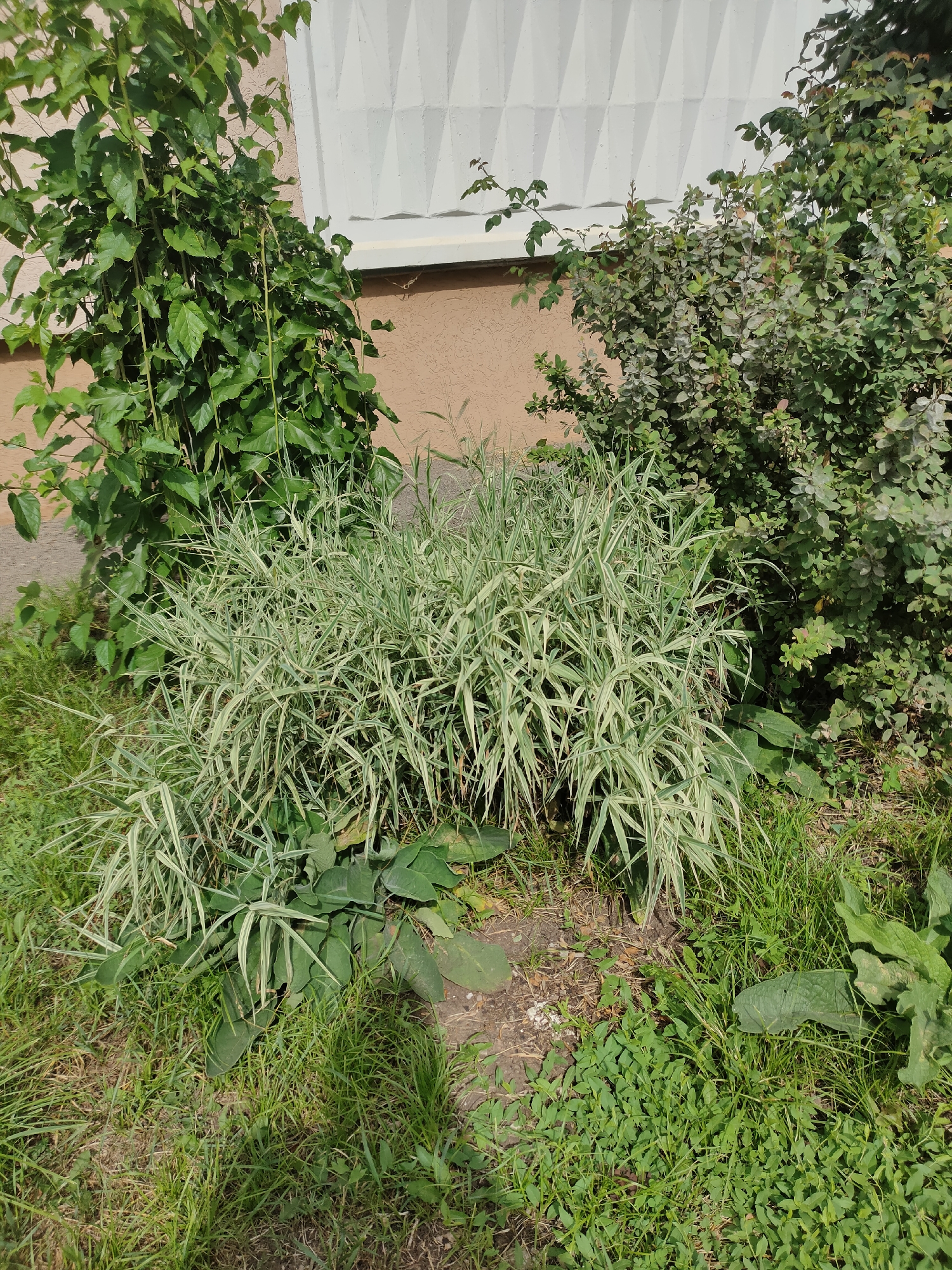 In the city of Oktyabrsky, Russia, a close-up, eye-level shot captures a section of an outdoor garden. The foreground is dominated by lush green grass and various plants. A prominent clump of variegated grass with long, slender leaves, striped with white and green, is centrally located. To the left, a dense, leafy green vine climbs upwards, partially obscuring a portion of a building wall. The building wall is light brown with a white, textured decorative panel at the top. To the right of the variegated grass is a bush with smaller, denser green leaves. The overall impression is of a well-maintained but somewhat wild garden bed adjacent to a building. There are no people or animals visible in the image. The lighting suggests a bright, sunny day.