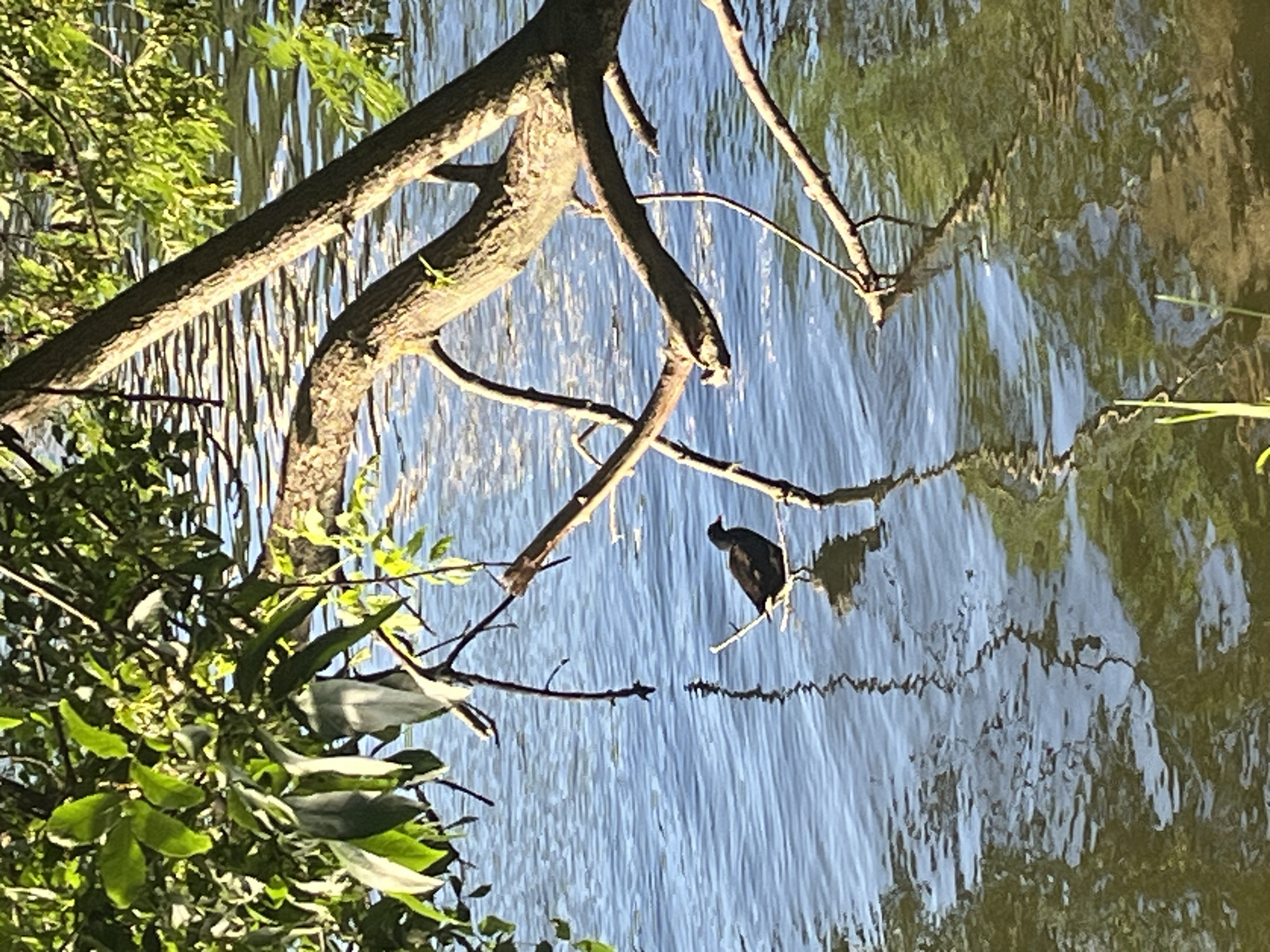 An adult moorhen, identified by its dark plumage and red bill, stands on a submerged branch in the water. The bird is facing left, with its reflection visible in the rippling water. Overhanging branches and green foliage from a tree frame the top portion of the image. The scene appears to be a natural body of water, possibly a river, lake, or pond. The image does not provide specific details to pinpoint a location within the city of Krasnodar, Russia.