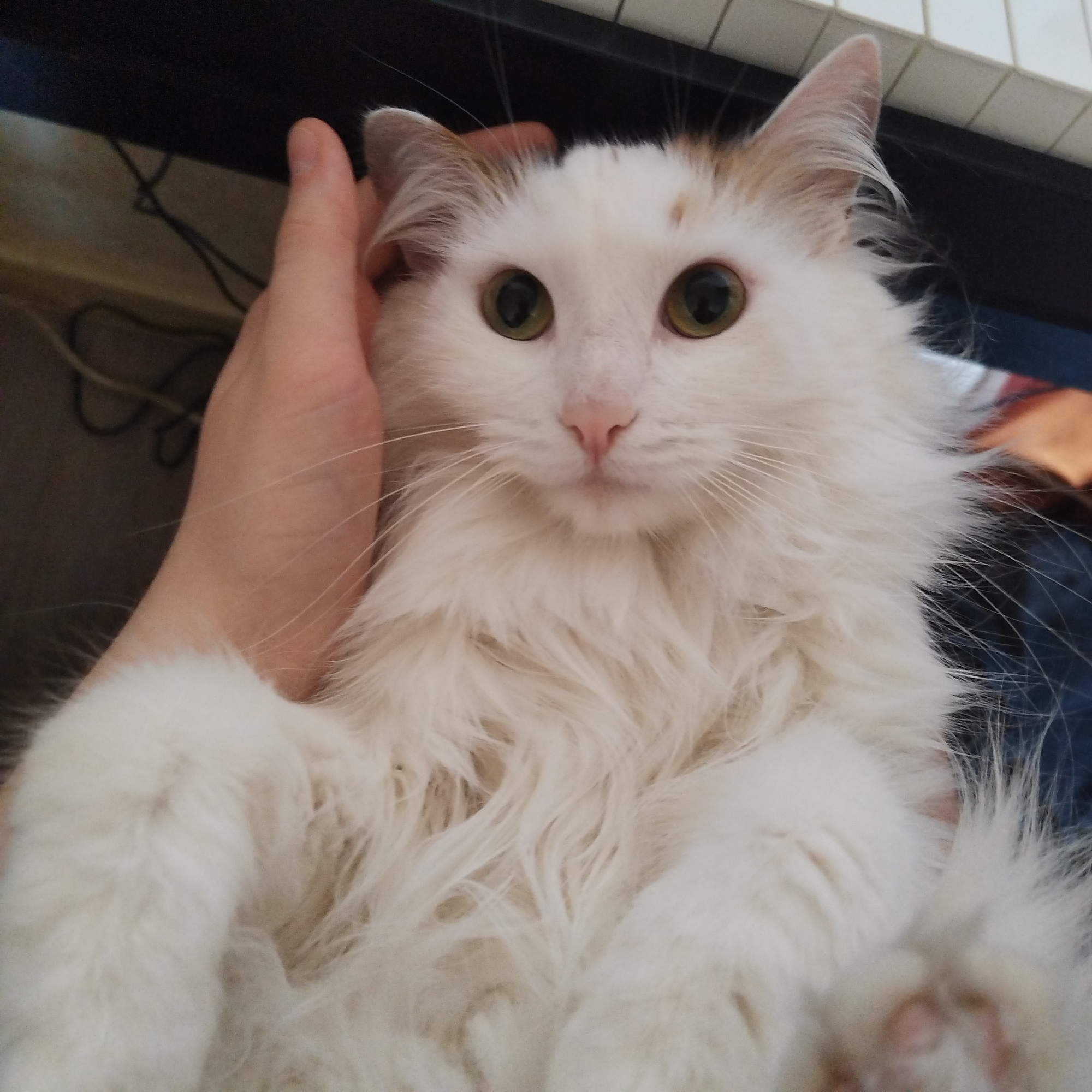 A white, long-haired cat with green eyes is being held by a fair-skinned human hand. The cat's face is centered in the frame. The background shows a dark surface, possibly a piano or keyboard, with glimpses of blue material. The location and city are not determinable from the image.
