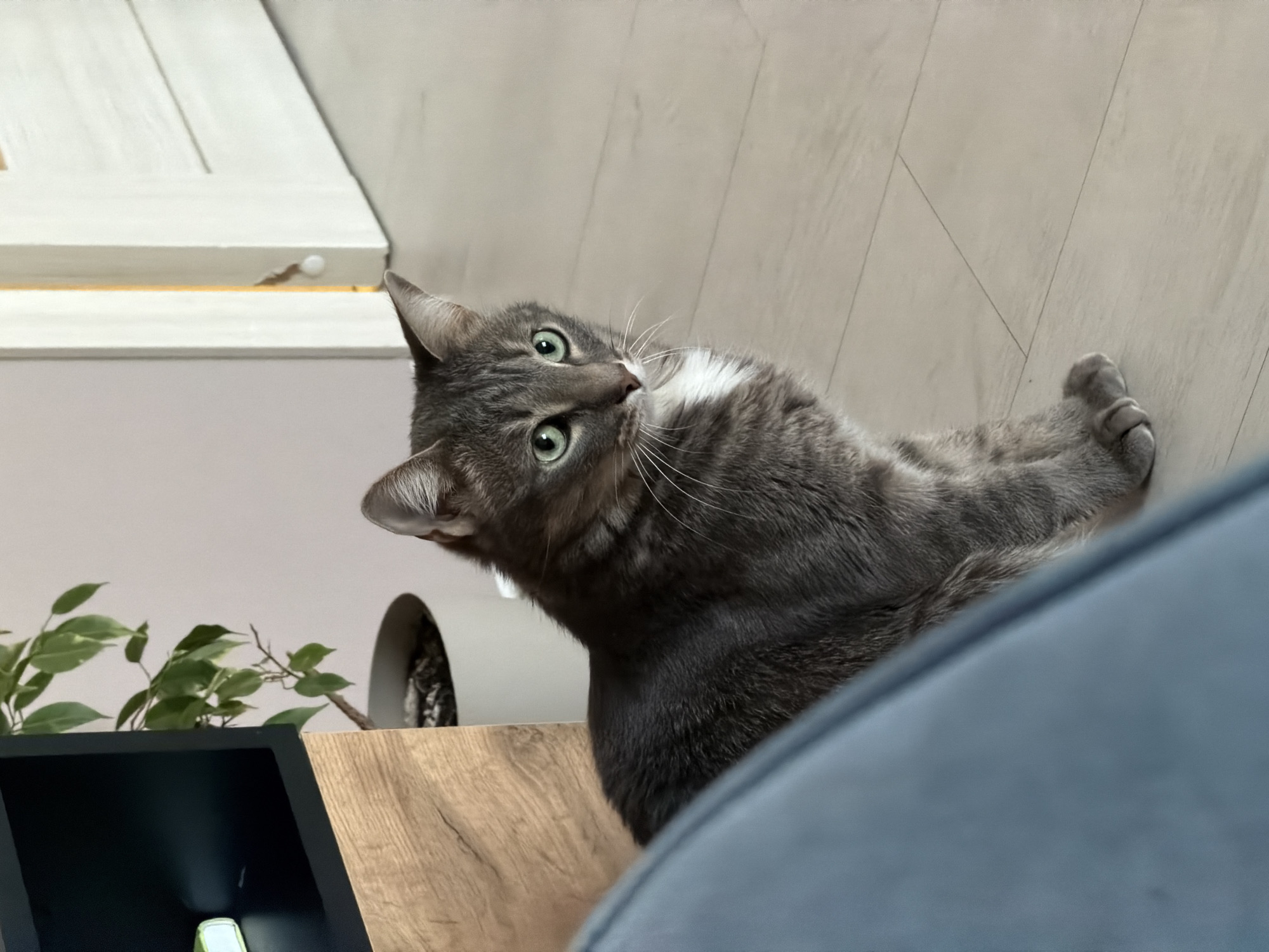 A gray and white cat with green eyes is the primary subject of the image. The cat is positioned on a wooden shelf near a potted plant, which is placed next to a black frame. The cat is looking upwards with its head tilted. A blue sofa is in the lower right corner. The background consists of a white wall and the underside of a white cabinet. The image was taken indoors. There is no indication of the location being Chaikovsky, Russia.