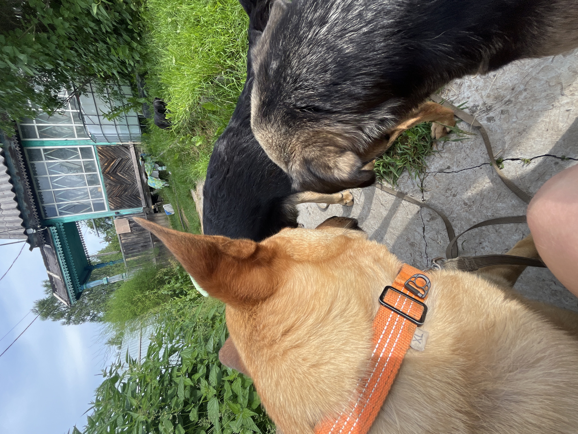 In Nizhny Tagil, Russia, on a sunny day, a medium shot captures three dogs in the foreground, with a traditional wooden house and lush green vegetation in the background. The dog closest to the camera is a light brown German Shepherd mix wearing an orange collar with white stripes and a black buckle. Its head is turned to the right, facing another dog. To its right, a larger, dark-colored dog, also appearing to be a German Shepherd mix, is partially visible, its fur a mix of black and brown. Its head is bowed, sniffing the ground. A third black dog is further back, mostly obscured by the other two. The dogs are standing on a cracked concrete pathway, with overgrown grass and weeds on either side. The house in the background is a two-story structure with a dark roof and a weathered wooden facade. A green porch with ornate trim extends across the front. The overall impression is of a rustic, outdoor setting in a residential area.