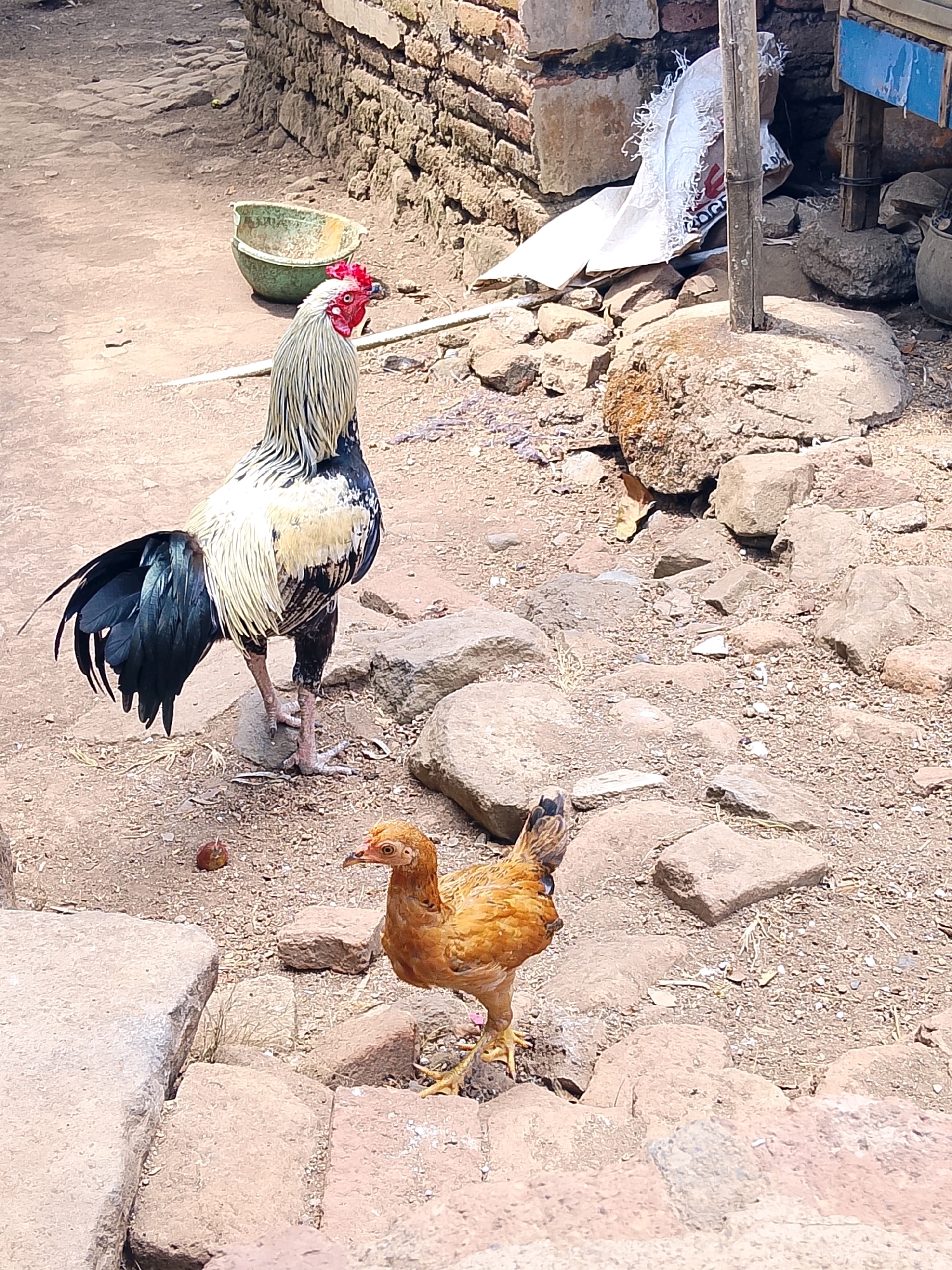 The image depicts a rooster and a hen standing on a dirt and stone ground in an outdoor environment. The rooster, a large bird with white and black plumage and a red comb, stands prominently in the foreground, facing right. The hen, smaller and a reddish-brown color, is positioned to the right of the rooster, also facing right. The background shows a brick wall, some rocks, and a discarded green bowl. The scene appears to be in a rural or semi-urban setting, possibly a yard or alleyway, with scattered debris and rough terrain.