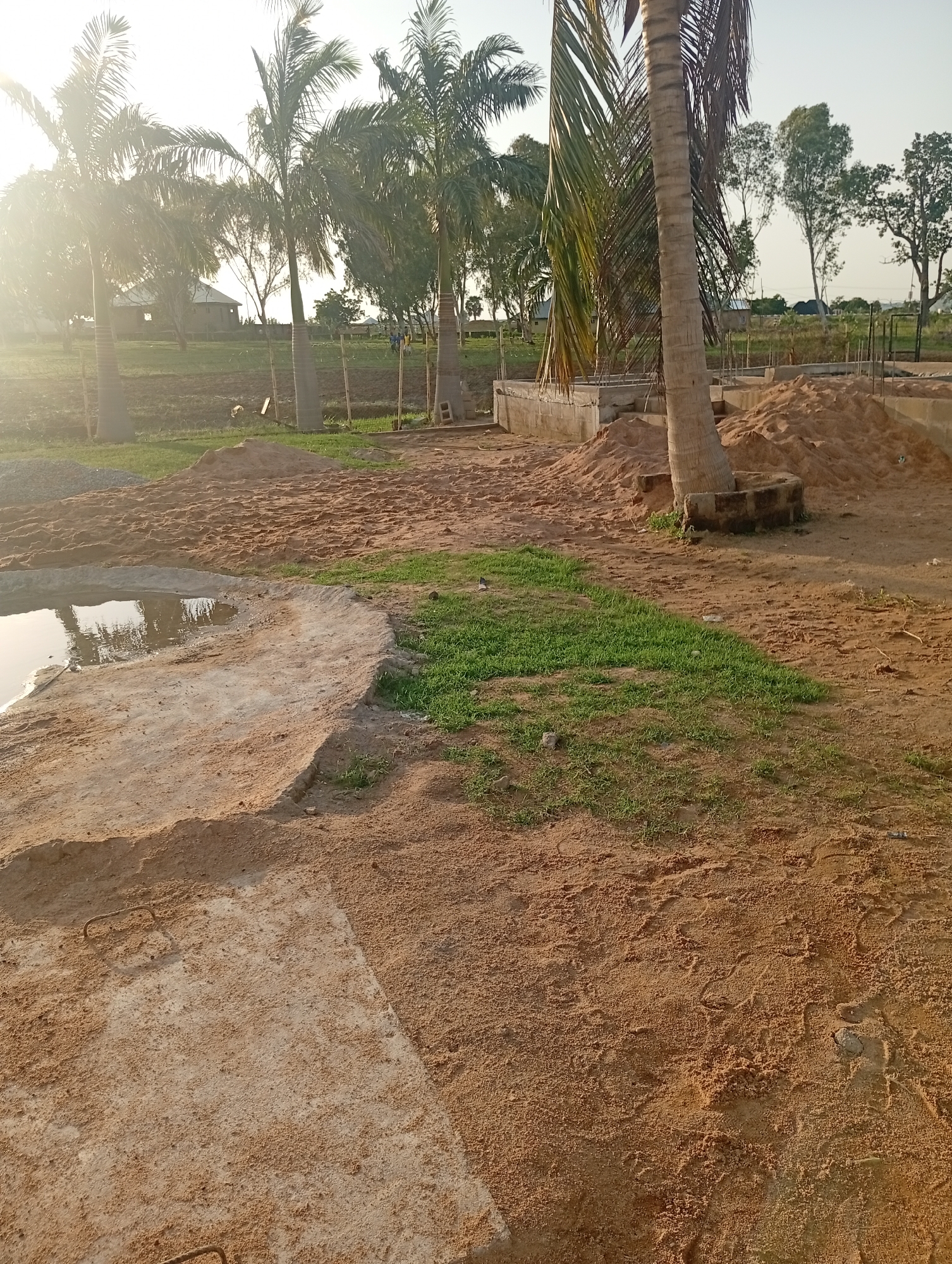The image depicts an outdoor scene in Jalingo, Nigeria, likely during the late afternoon due to the warm, golden sunlight casting long shadows. The setting appears to be a construction site with palm trees interspersed. In the foreground, a shallow, irregular pool of water reflects the sky and the surrounding environment. Adjacent to the water is a patch of short green grass.
The ground is a mix of sand and dirt, with some areas appearing to be concrete foundations for new structures, indicated by visible rebar. Piles of sand are present, suggesting ongoing construction work. Several palm trees are prominent in the scene, with one particularly large tree in the mid-ground. In the background, there are glimpses of buildings, possibly houses or administrative structures, and more trees, indicating a rural or semi-urban environment. The sky is bright and clear, suggesting fair weather. There are no visible people or active events taking place in the image. The overall impression is one of a developing area under construction, bathed in the soft light of the setting sun.