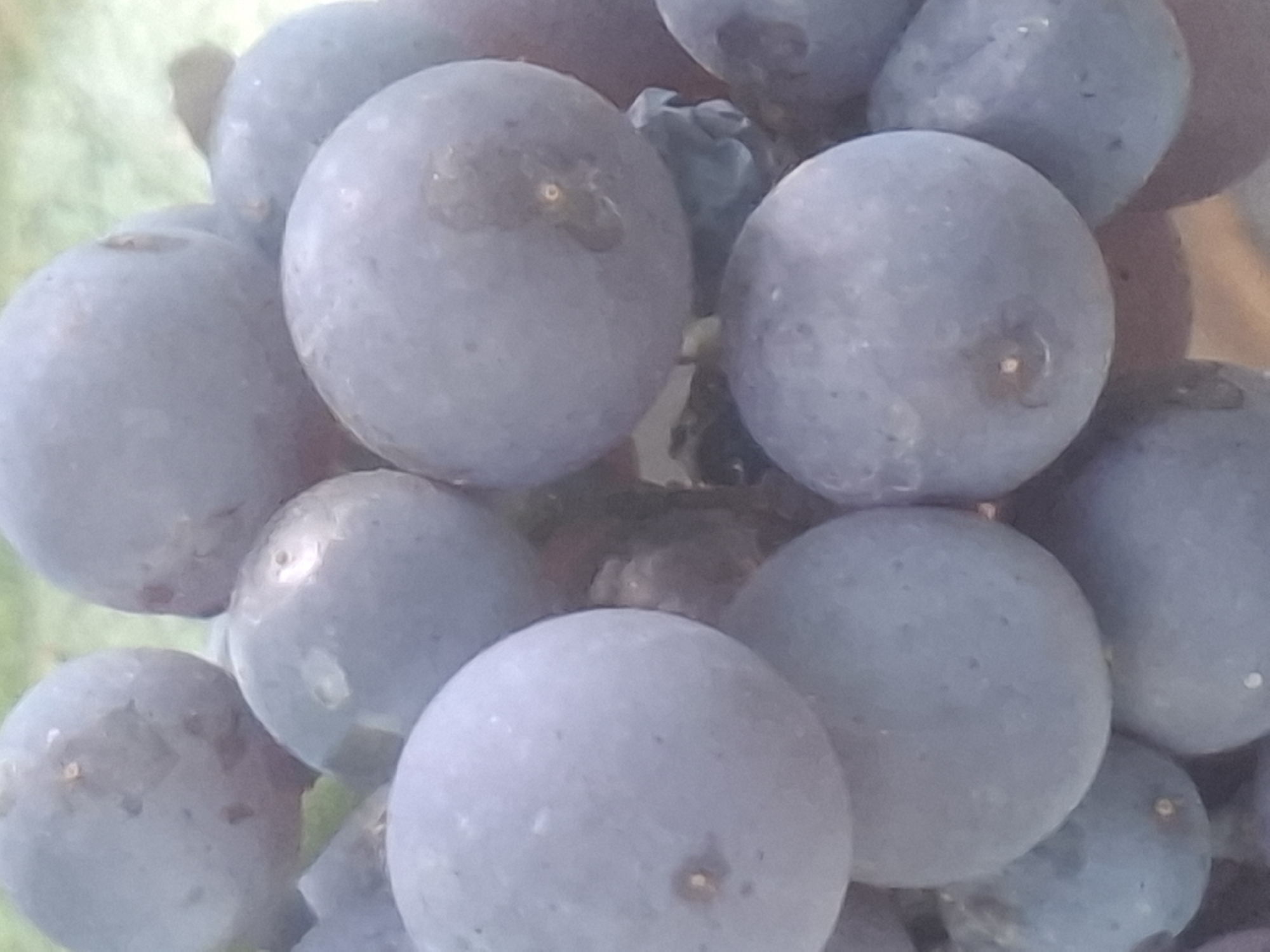 This is a close-up, indoor, vertical, medium shot of a cluster of dark purple grapes. The grapes are round to slightly oval and are packed closely together. Some of the grapes have a powdery bloom on their surface, and others show slight imperfections or indentations. The lighting appears to be soft and diffused, creating subtle shadows and highlights on the fruit. The background is softly out of focus, showing a mottled green and beige texture, possibly indicating foliage or a natural surface. There are no people or any discernible urban elements in the image. The image's content does not provide any information that can be used to determine its location in the city of Almaty, Kazakhstan.