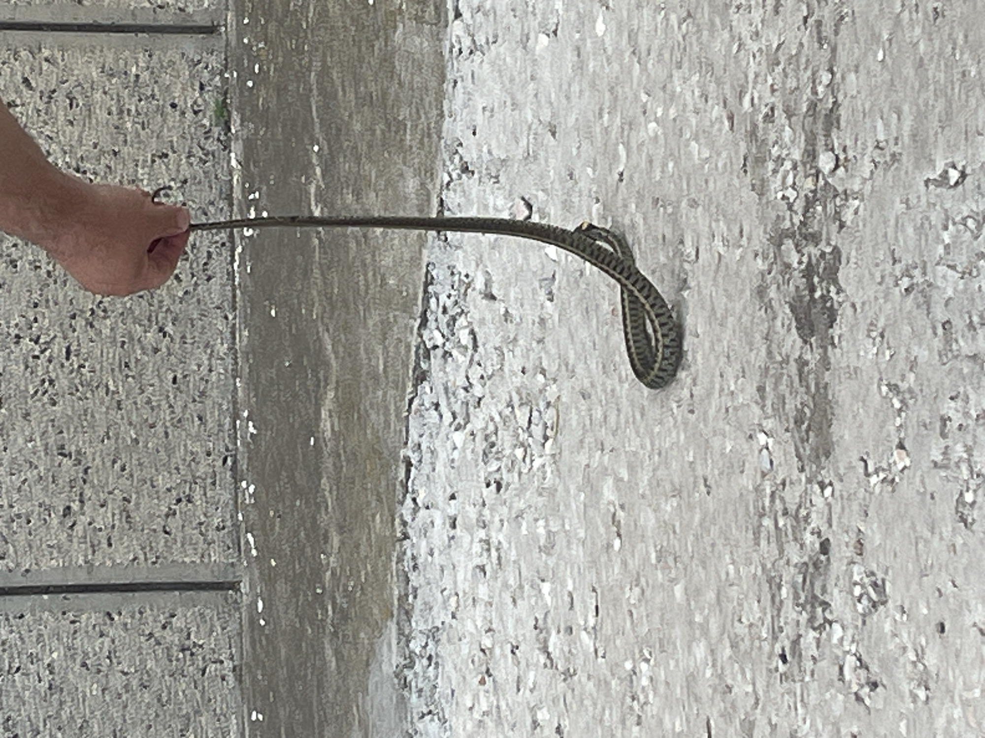 A person's hand is holding a small, dark-colored snake by its tail. The snake is coiled and hanging downwards, with its head near the ground. The background consists of a rough, textured wall and a grey, gravelly surface, possibly a path or road. The scene appears to be outdoors in a location with a somewhat utilitarian environment.