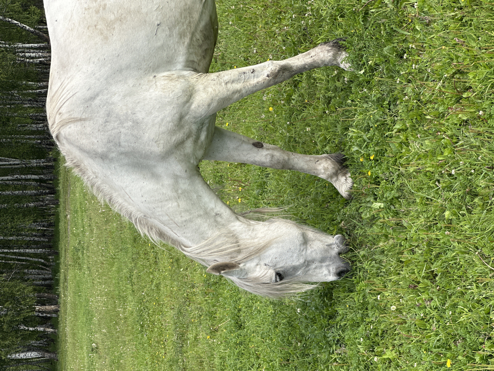 A white horse grazes in a grassy field with trees in the background. The horse is facing away from the viewer, with its head down eating grass. The horse's body is mostly visible, and its tail is long and flowing. The grass is green and lush, with some small yellow and white flowers scattered throughout. The trees are tall and slender, with dark green leaves. The lighting suggests it is daytime. The scene appears peaceful and serene.