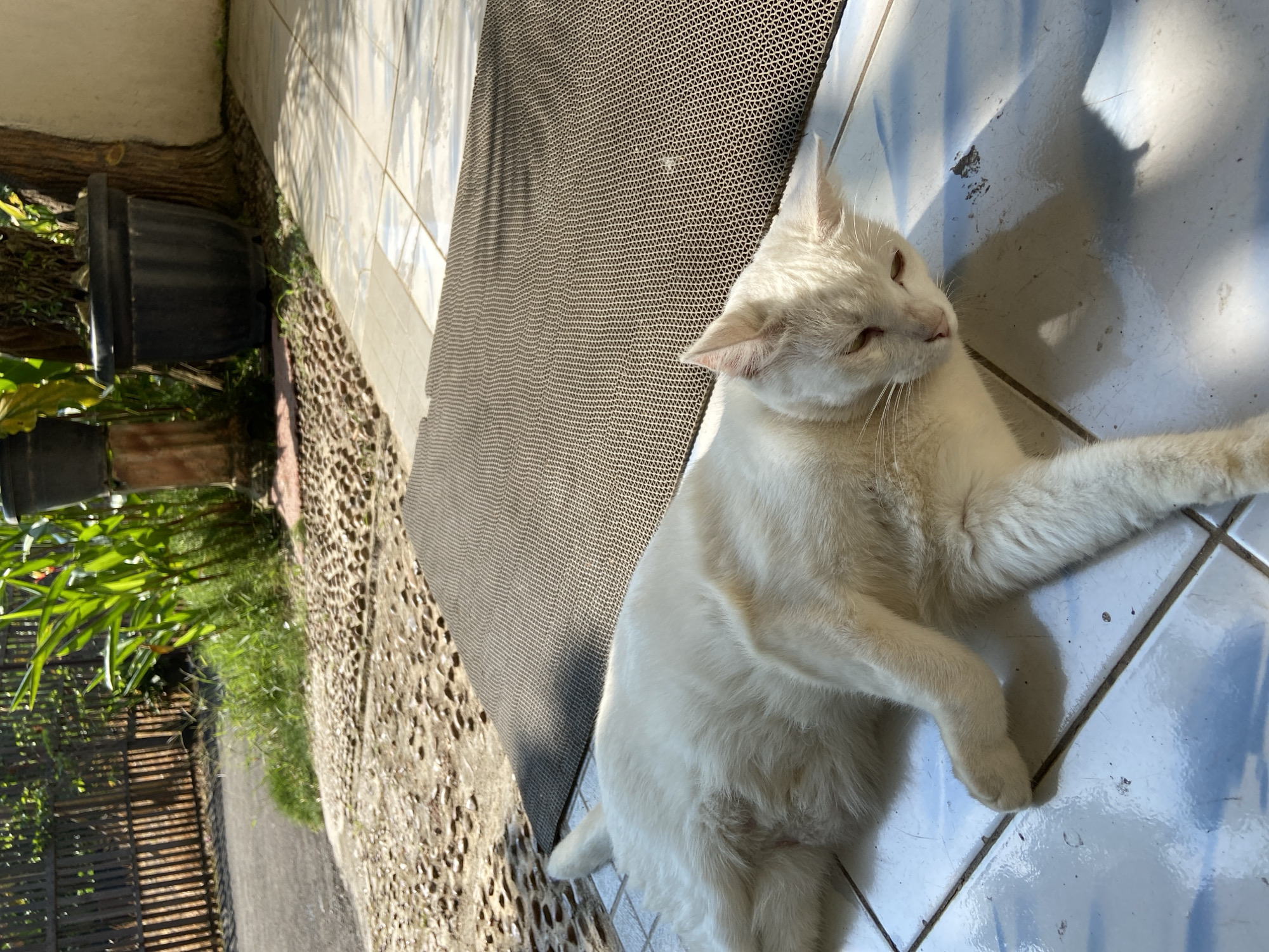 A white cat is lying on its side on a tiled floor outside. The cat is facing the right side of the image, with its head resting on its paws. The cat's fur is light-colored, and its eyes are partially closed. Sunlight is streaming down on the cat, creating shadows on the floor. In the background, there is a wooden fence, some plants in pots, and a gravel path. The scene appears to be in a residential area in Margorejo, Indonesia.