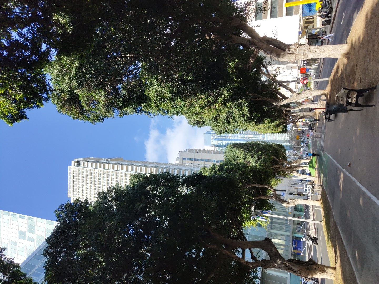 The image presents a vibrant upward view of a tree-lined street in an urban setting, likely Tel-Aviv, Israel, under a clear blue sky. Lush green canopies of numerous mature trees arch overhead, creating a natural tunnel effect and providing shade along both sides of the street. Beyond the foliage, modern high-rise buildings with white and glass exteriors stand tall against the sky, which features a few scattered white clouds. One particularly prominent white skyscraper with numerous rectangular windows is a focal point in the background.
Below the trees, a paved street is visible, alongside a spacious sidewalk that incorporates a green-painted bike lane. Several individuals can be seen in the distance along the sidewalk and bike lane, engaged in walking or cycling. Street furniture, including a dark public bench, is placed along the pedestrian path. Small vehicles, such as scooters or motorcycles, are parked near the buildings. The scene appears to be set during a bright, sunny day, indicated by the strong light and clear shadows. Visible traffic signs include a red circular sign with a white horizontal bar, typically denoting "No Entry," and another sign with indistinct numbers, possibly a speed limit. The overall atmosphere is that of a modern, green, and bustling city.