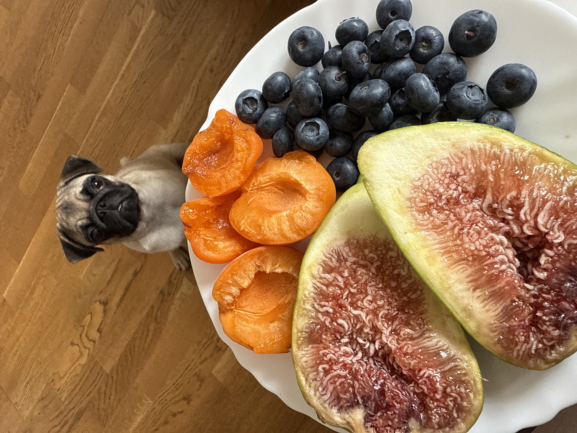 A pug puppy is sitting on a wooden floor behind a white plate of fruit. The plate contains sliced figs, halved apricots, and blueberries. The puppy is facing the camera with a somber expression. The floor is made of light brown wooden planks with a visible wood grain. The scene is lit from above, creating shadows on the floor and highlighting the textures of the fruit. The location is not specified.
