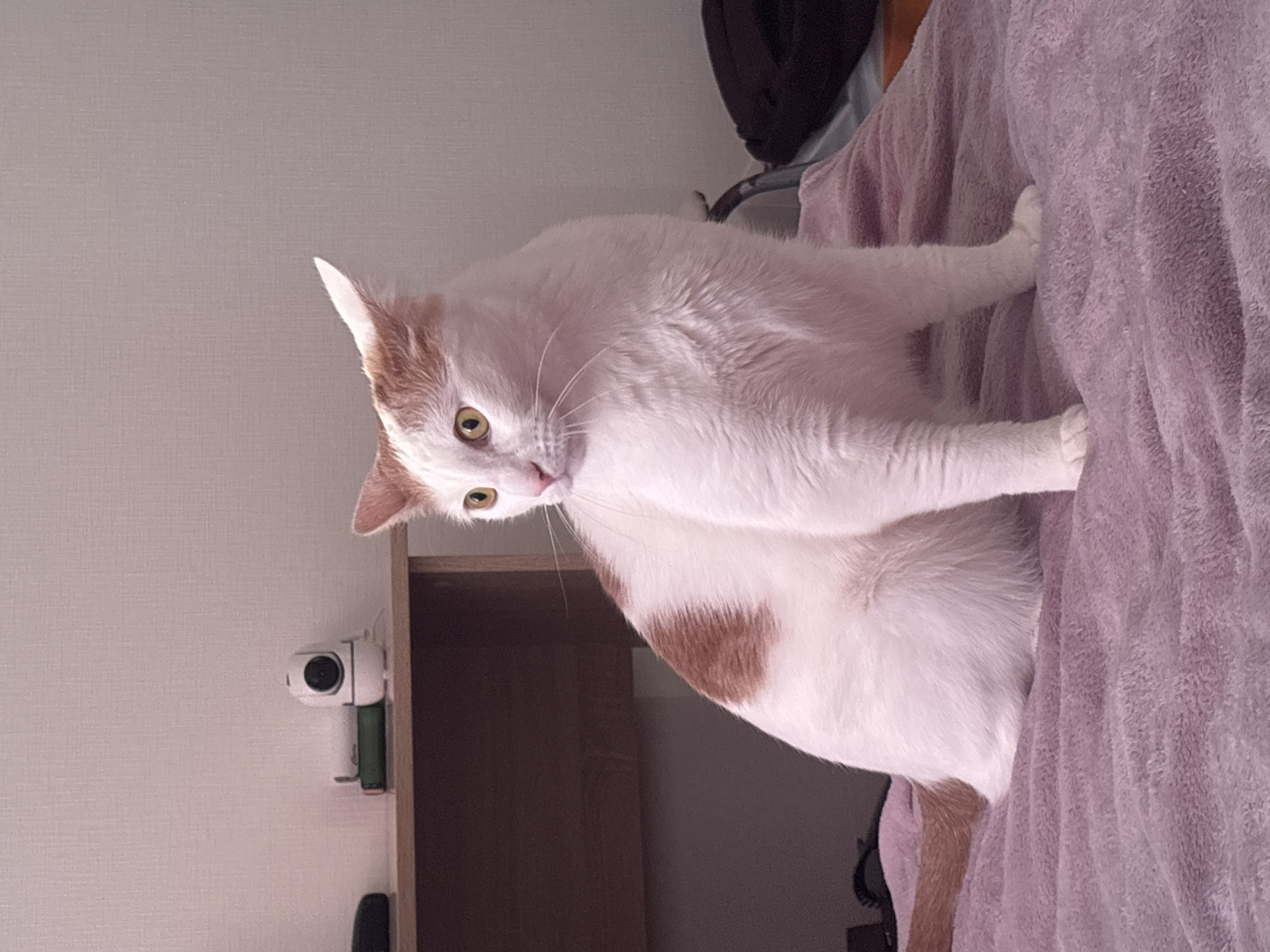 The image, rotated 90 degrees clockwise, presents a domestic short-haired cat indoors, likely in Sinyavino, Russia. The main subject is a white cat with distinct ginger-orange markings on its ears and a prominent patch on its side. The cat has bright yellowish-green eyes and visible whiskers, and is looking directly at the camera with an alert and curious expression.
The cat is positioned on a soft, textured blanket or bedding, which appears to be light purple or lavender in color, covering a significant portion of the right side of the frame. The material suggests a fleece or similar cozy fabric.
In the background, to the left of the cat, a light-colored, textured wall is visible. Mounted on this wall or a nearby shelf is a small, white, cylindrical device with a dark lens, resembling a home security or action camera. Below the camera and partly obscured by the cat, a wooden furniture piece is also visible. The lighting is soft and even, indicating an indoor setting with either artificial light or diffused natural light. No human subjects or discernible text are present. The scene conveys a peaceful, domestic ambiance.
