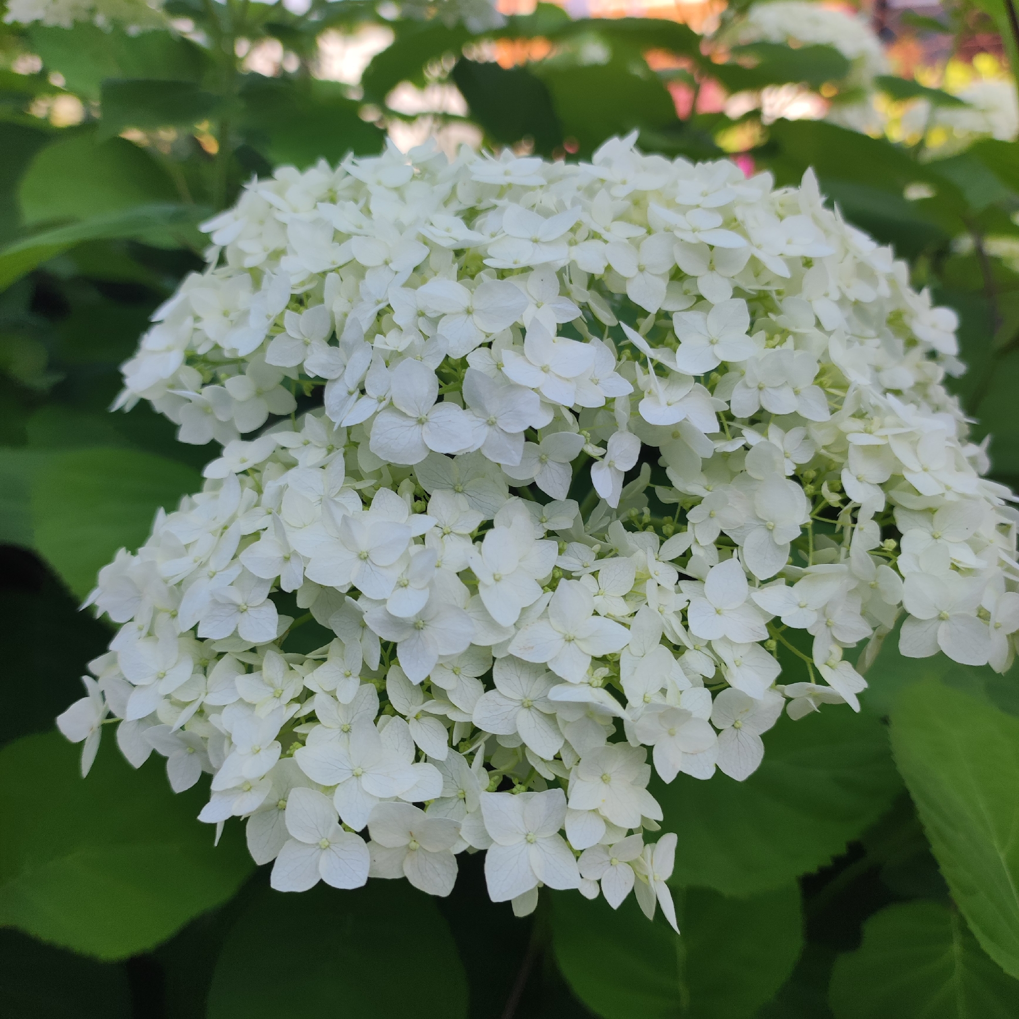 A close-up, eye-level photograph captures a large cluster of white hydrangea flowers in bloom, set against a backdrop of dark green leaves. The flowers are tightly packed, with individual blooms featuring delicate, four-petaled structures. Some of the petals show faint veining. The background is softly blurred, with hints of green foliage and some out-of-focus bokeh lights, suggesting an outdoor setting. The image appears to be taken during the daytime. The exact location in the city of Navoloki, Russia, is not discernible from the visual information provided in the image.