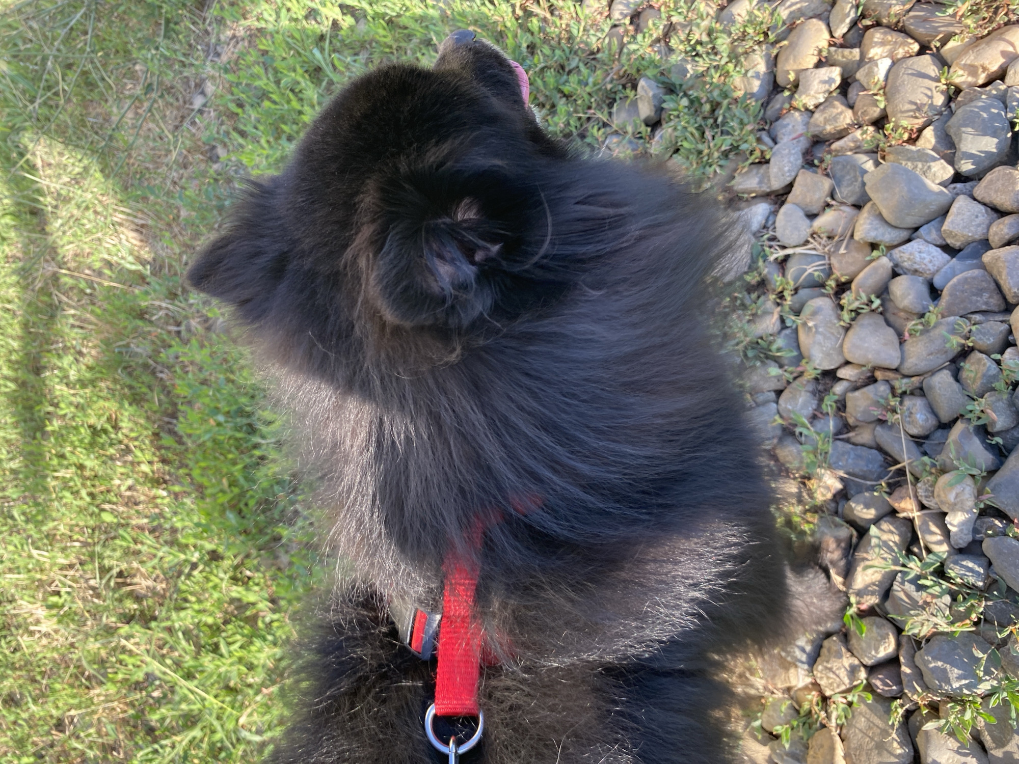 A black Pomeranian dog wearing a red harness is standing on a path of rocks and sparse green vegetation. The dog is facing to the right, with its tongue slightly out. The background is blurred green grass. This image was captured in the city of Yuzhny, Russia.
