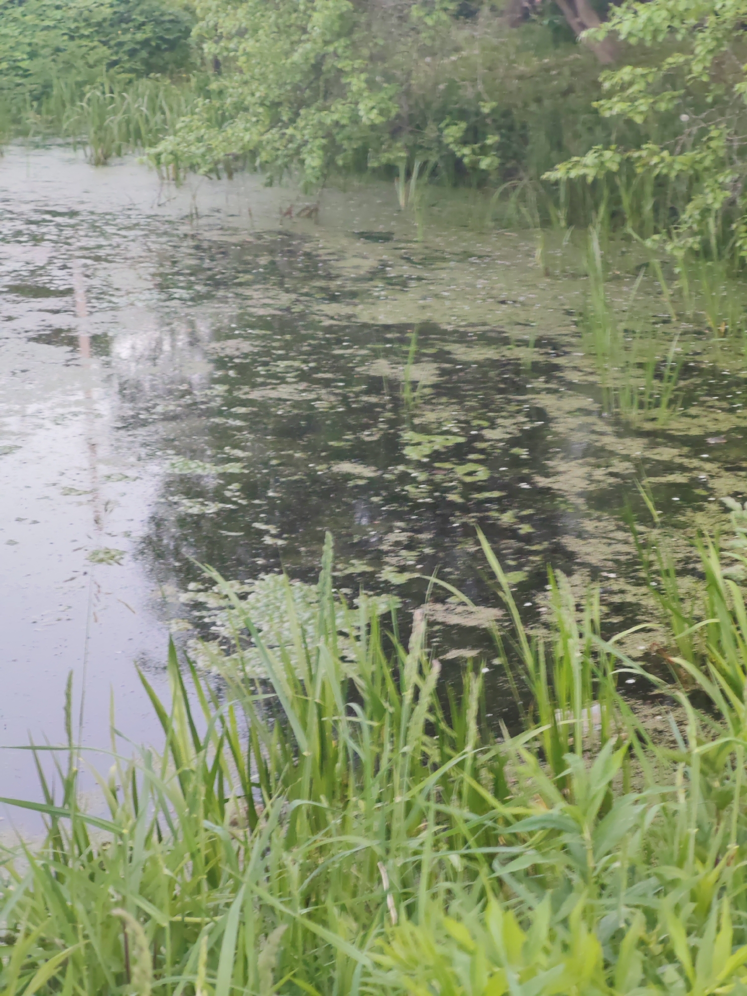 The image depicts a body of water covered in algae and duckweed, likely a pond or slow-moving stream. Tall green grasses and reeds grow along the water's edge. Trees and other vegetation are visible in the background. The location is unspecified, but the overall impression is of a natural or semi-natural area. There is no indication of the city.