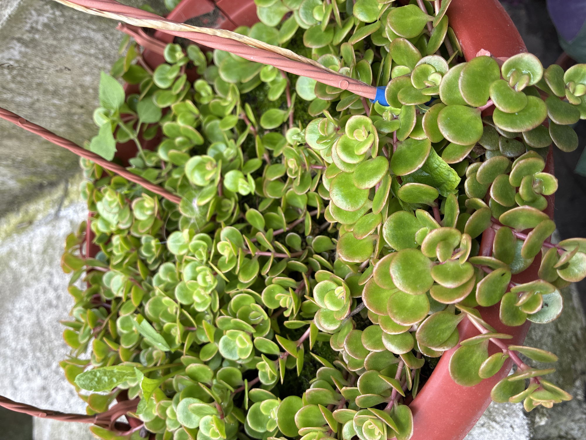A close-up shot shows a hanging planter filled with numerous small, bright green, succulent-like plants. The plants have rounded, fleshy leaves with reddish-pink stems. They are densely packed, cascading over the sides of the red plastic pot. The background consists of a rough, grey concrete surface. The image does not contain any elements that would allow for the determination of a specific location in Chernoyarskaya, Russia.