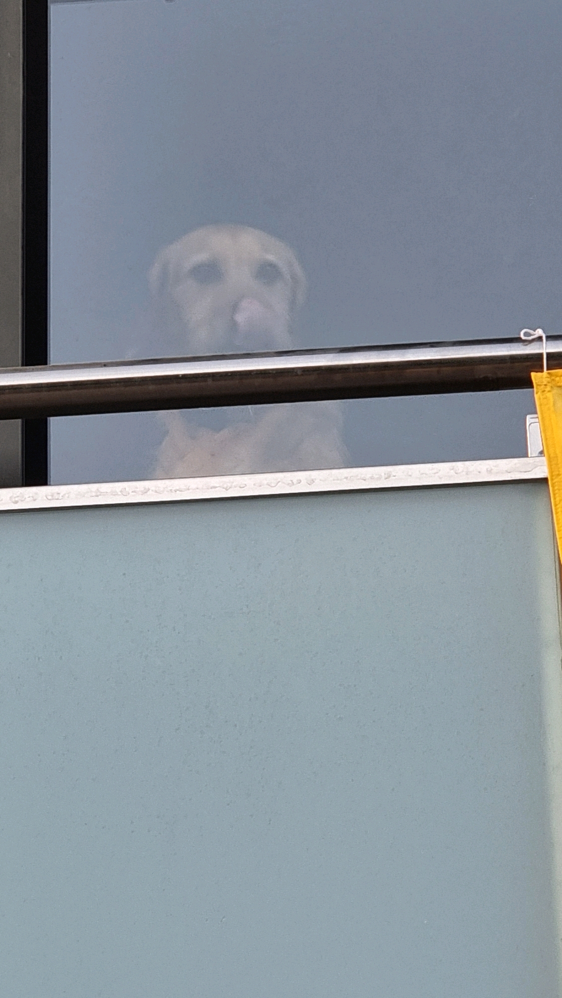 A light-colored dog, appearing to be a Labrador Retriever, is visible through a window. The dog is looking out of the window with its tongue slightly extended, giving the impression it might be panting or about to lick its nose. The dog's face is slightly out of focus due to the glass. Below the window, there is a metallic railing and a pale blue surface, possibly a balcony or a wall. The scene appears to be from a residential setting within the city of Sant Joan Les Fonts, Spain, likely in a building with a balcony or large windows. The lighting suggests it is daytime, possibly overcast due to the muted colors and reflections on the glass.