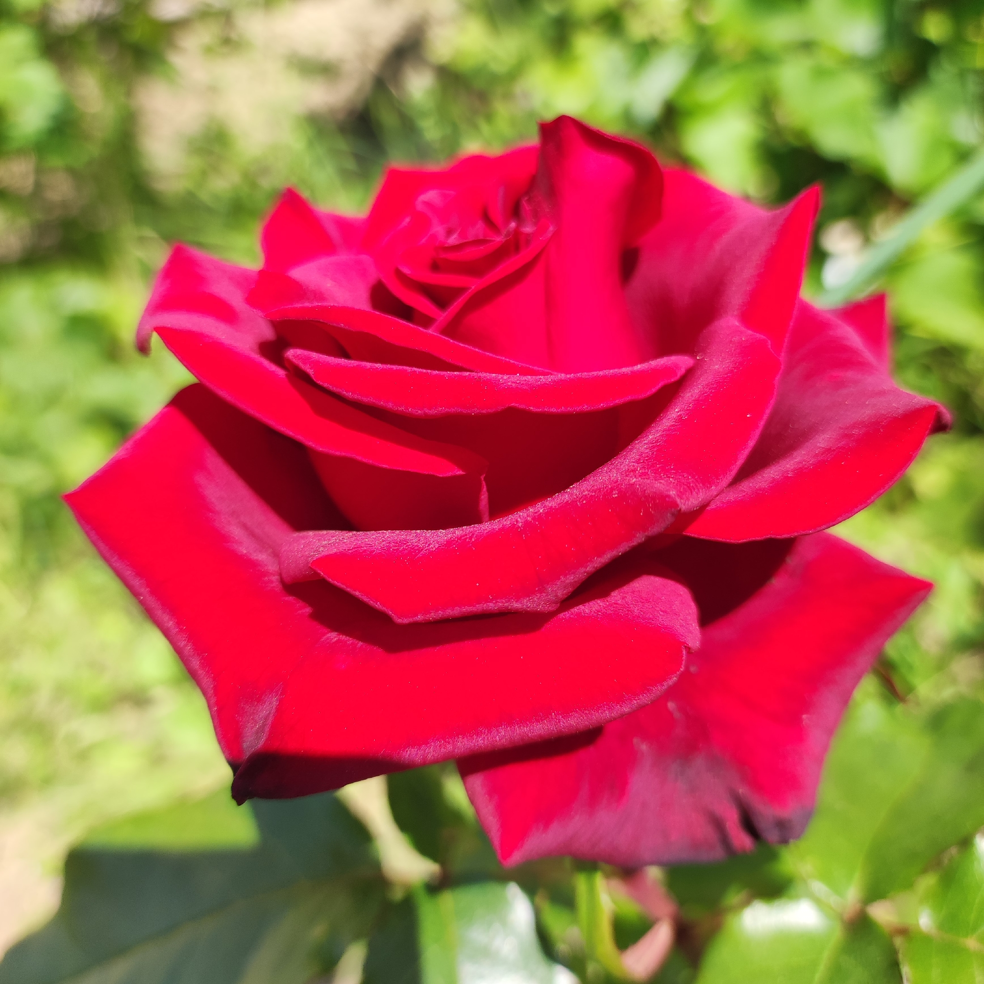 A close-up, eye-level shot features a vibrant, deep red rose in full bloom. The rose is the central subject, filling most of the frame with its velvety petals unfurling in a classic spiral. The lighting suggests it is daytime, with bright sunlight highlighting the textures and rich color of the petals. Some petals show slight imperfections, like small dark edges or subtle dustings, adding to their natural beauty.
The background is softly blurred, indicating a shallow depth of field. It consists of lush green foliage, characteristic of a garden setting. The out-of-focus leaves and dappled sunlight create a gentle bokeh effect, ensuring the rose remains the undisputed focal point. The greenery implies an outdoor location, and the overall impression is one of natural beauty and tranquility. Given the location context of Navoloki, Russia, this scene likely depicts a rose bush thriving in a garden or park during a warm season. There is no text visible in the image.