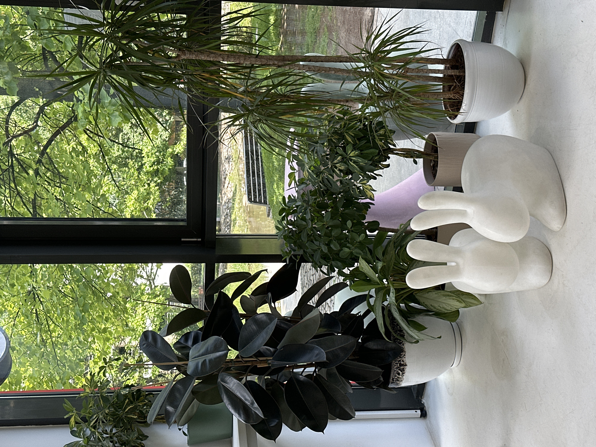 This media file captures an indoor scene dominated by several potted plants positioned along a large window, offering a verdant outdoor view. The setting appears to be a brightly lit interior, possibly a commercial space like a cafe or an office in Sofia, Bulgaria.
On the left side of the image, a large Ficus elastica, commonly known as a rubber plant, with its characteristic dark, glossy leaves, is prominent in a dark pot. To its right, closer to the window, are several other green plants, including a variegated Schefflera and another plant with lighter green foliage in white pots. Further right, closer to the top of the frame, are multiple slender-stemmed Dracaena plants with long, thin leaves, also in white pots.
The plants are arranged on a light-colored, possibly white or light gray, surface or floor, which reflects some ambient light. Two abstract, white, rabbit-shaped sculptures are placed on this surface, adding a decorative element to the scene.
Through the expansive window, a lush outdoor environment is visible. The foreground outside the window shows a dense canopy of bright green deciduous trees, indicating a season with full foliage, likely spring or summer. Glimpses of a body of water or a distant structure can be seen through the trees in the middle distance. The black frames of the large window are clearly defined, separating the indoor and outdoor spaces.
The lighting suggests it is daytime, with ample natural light illuminating the plants and the exterior. No people are visible, and there is no discernible activity taking place. The overall impression is one of tranquility and natural beauty, bringing elements of the outdoors into an indoor setting. No visible text is present in the image.