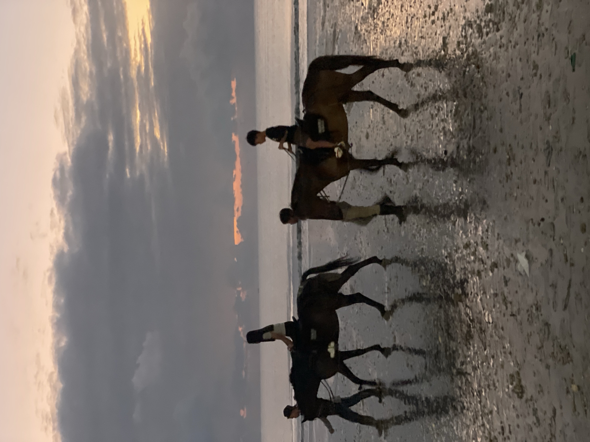 The image shows two horses being led by handlers on a wet beach at dusk. The sky is cloudy with hints of orange and yellow from the setting sun peeking through. The sand is reflective, showing the silhouettes of the horses and their riders. In the foreground, the wet sand is littered with small shells and debris. Two people are riding the horses, and two people are walking alongside them, leading the horses. The scene suggests a peaceful, natural setting.