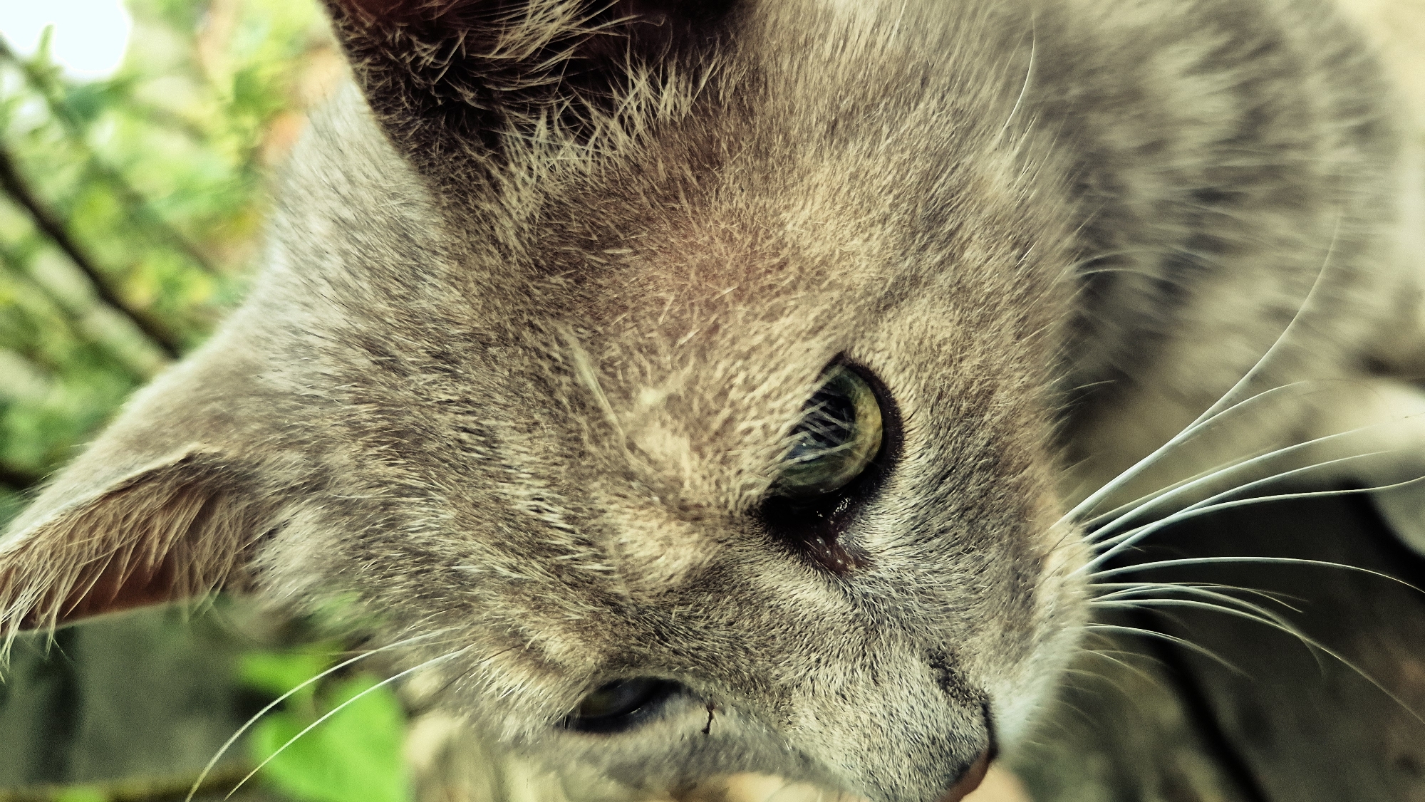 A close-up, eye-level shot focuses on the head of a gray tabby cat. The cat is facing left, with its green eyes visible. Its fur is short and textured. The background is blurred, showing hints of green foliage, suggesting an outdoor environment. The image is likely from Ialoveni, Moldova, given the context. There are no people or actions depicted.