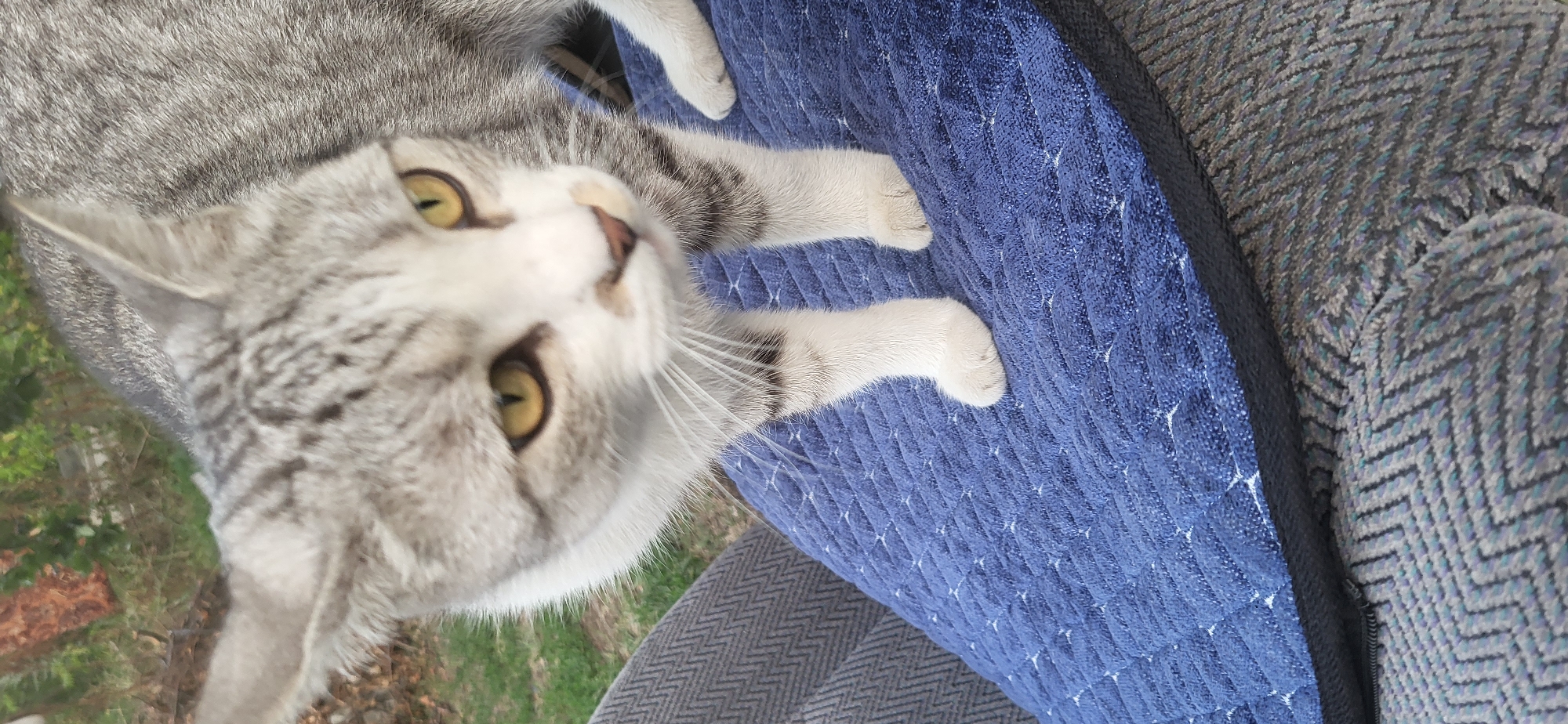 A gray and white tabby cat with yellow eyes is standing on a blue quilted pet bed. The cat's front paws are on the bed, and its body is angled towards the camera. The background is blurry, but it appears to be an outdoor setting with greenery and a tree trunk. The cat is a domestic shorthair with distinctive tabby markings on its face, ears, and body. Its fur is a mix of gray, white, and black. The cat's eyes are wide open and focused on something off-camera. The blue pet bed has a quilted pattern of diamond shapes. The bed is placed on a patterned fabric surface, possibly a couch or chair. The overall impression is of a domestic pet in a relaxed, outdoor environment.