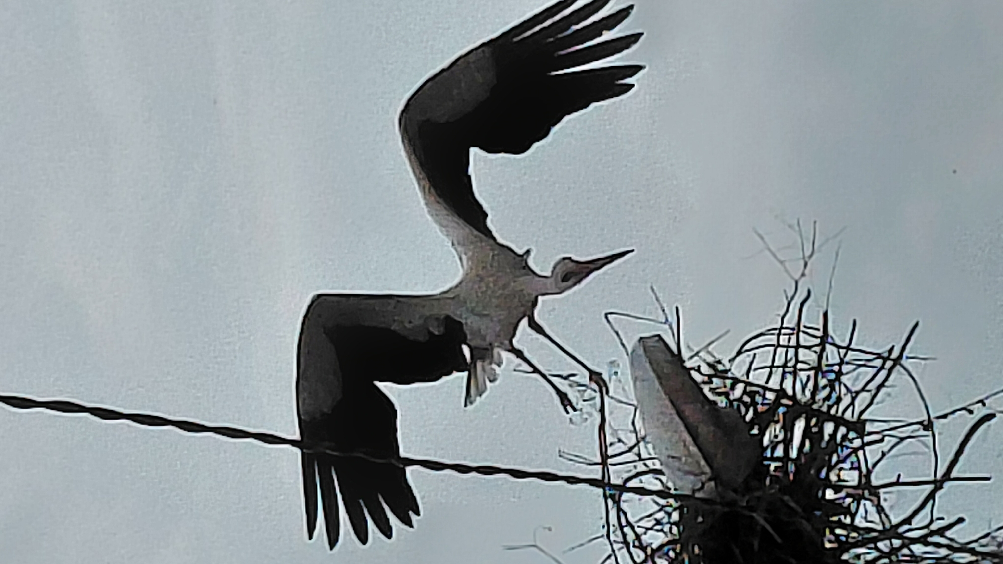 A bird with outstretched wings is perched above a nest of twigs. A wire runs horizontally across the image. The background is an overcast sky. The location is Unknown, Unknown.