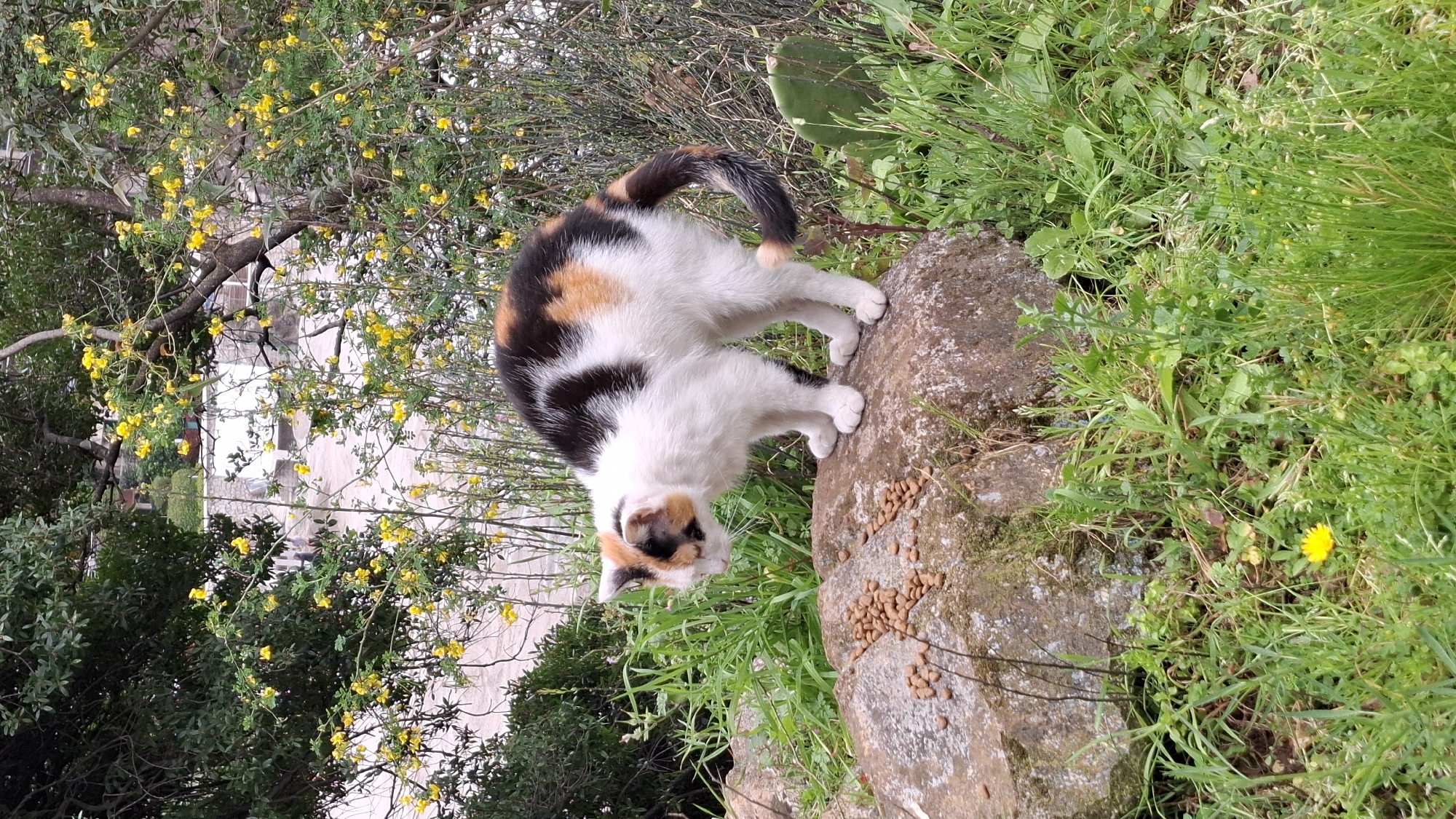 A medium-angle shot depicts a calico cat standing on a stone in Budva, Montenegro. The cat is positioned in the upper-center of the image, facing downward, and appears to be eating dry cat food scattered on the rock's surface. The cat has white, black, and orange markings.
The immediate surroundings consist of lush green grass, foliage, and a flowering bush with small yellow blossoms, providing a natural, outdoor setting. A cactus plant is visible in the background, adding to the diverse flora.
In the background, a building is partially visible through the foliage, suggesting an urban or residential area within Budva. The overall environment suggests an outdoor space or garden within the city.