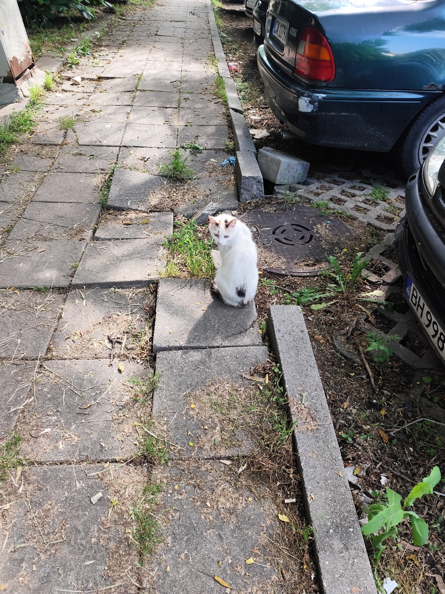 This image presents an outdoor urban scene in Sofia, Bulgaria, identified by the 'CA' vehicle registration prefix on a visible license plate.
The foreground and midground are dominated by a sidewalk constructed from grey concrete paving slabs, which are irregularly laid and show signs of wear and unevenness. Gaps between the slabs contain dry earth, grass, and assorted dry plant matter. Small, scattered pieces of organic debris are also present on the slab surfaces.
A domestic cat is positioned on one of the central paving slabs. The cat is predominantly white with mottled brown and orange markings on its head and ears, and a distinct black spot on its lower back. It is oriented with its back to the viewer but its head is rotated approximately 180 degrees to face the camera, with its gaze directed forward.
To the right of the sidewalk, a segmented concrete curb demarcates a lower, unpaved strip of ground. This strip serves as an informal parking area and is covered with exposed soil, sparse weeds, and accumulated debris, including a fragment of blue plastic. A circular, dark metal manhole cover with a textured, ringed pattern is embedded within this unpaved section, located behind the cat.
Two automobiles are partially visible on the right side of the frame. The rear portion of a dark green sedan, consistent with a Rover 200 series model, is parked facing away from the viewer. The vehicle's rear bumper displays an unpainted repair patch and some corrosion. Its Bulgarian license plate, `CA 1279 SI`, confirms registration in Sofia. A large, grey concrete block is situated beneath the rear of this vehicle, and another smaller concrete block is near the curb. In the lower right, the front bumper and part of a wheel of a black automobile are visible. Its Bulgarian license plate begins with `BH 998`.
The scene is illuminated by direct sunlight, producing defined shadows. The overall condition of the infrastructure and vegetation indicates an unmaintained urban environment. No human subjects are visible.