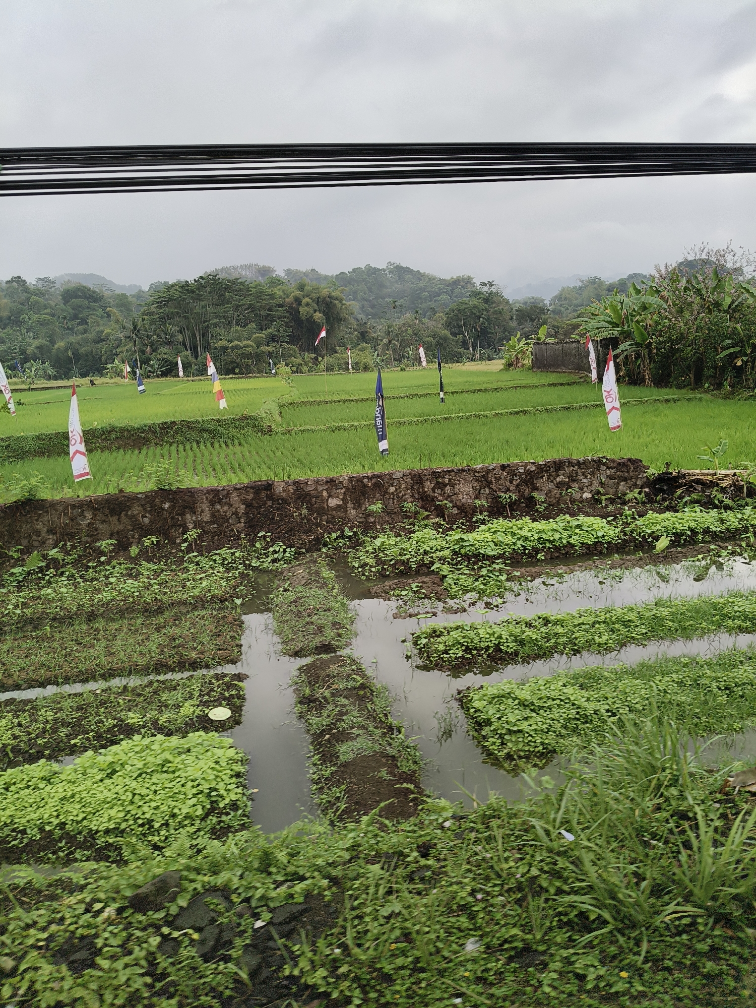The image shows a view of a rice paddy field in the city of Sindangkasih, Indonesia. The foreground features rows of lush green plants, some of which are submerged in water, indicating a paddy field environment. A dark, rough-textured wall or embankment separates this lower section from the main rice paddy. This main paddy is a vibrant green, with distinct, level terraces characteristic of rice cultivation. Several tall, slender flags are planted throughout the paddy, many of which are white with red accents, possibly Indonesian flags or decorative banners. In the background, a dense line of trees and vegetation forms a natural backdrop, with rolling hills and mountains visible beyond, partially obscured by a hazy, overcast sky. The overall scene depicts a rural agricultural landscape under a cloudy day.