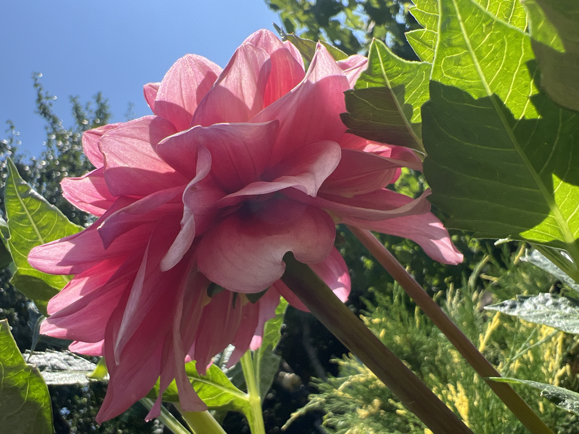 A low-angle, close-up shot captures a vibrant pink dahlia flower bathed in bright sunlight. The flower's delicate petals, illuminated from behind, reveal intricate textures and translucent qualities. Surrounding the bloom are lush green leaves, some with strong veins catching the light, and a background of blurred greenery and a clear blue sky. The scene is set outdoors, likely in a garden, with hints of trees and possibly other foliage in the distance. The image does not contain any people, actions, or interactions. The location in Khryashchevka, Russia, is not visually discernible from the provided image.