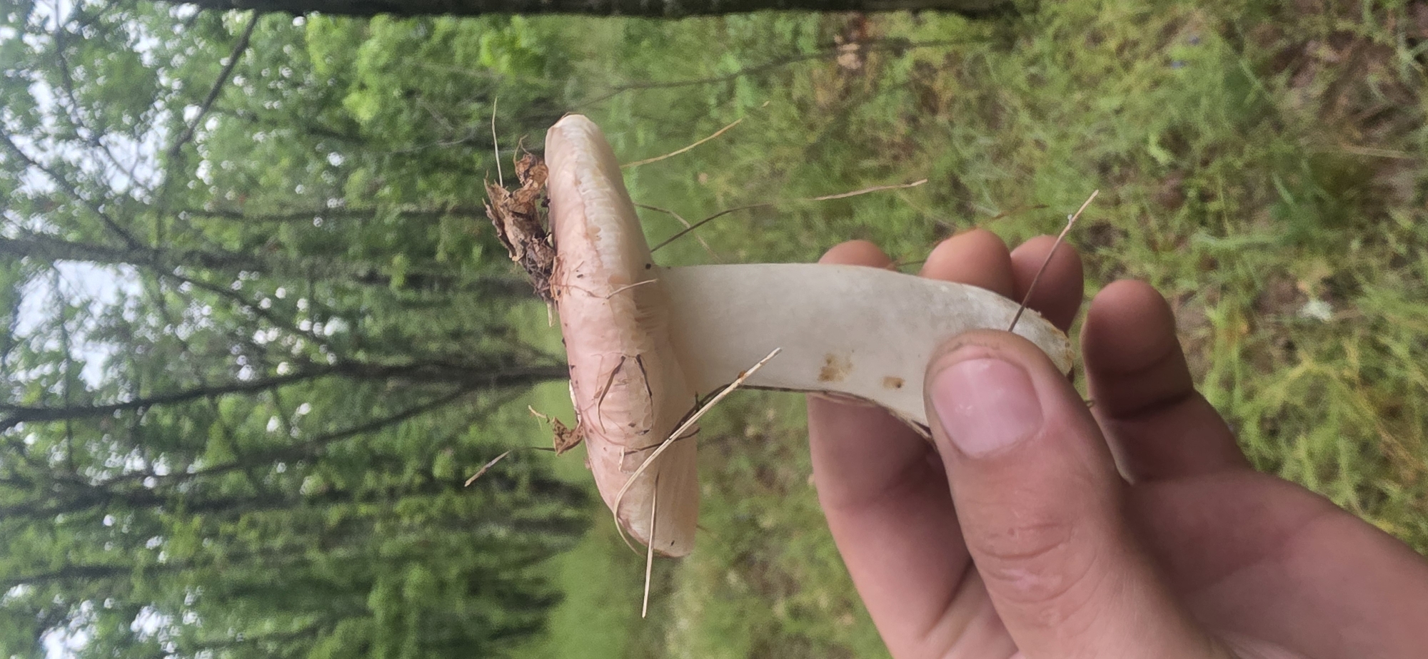 A person's hand holds a mushroom in front of a blurred background of trees and grass. The mushroom has a light pinkish-brown cap with some debris attached, and a white stem. The hand is fair-skinned. The environment appears to be a forest or wooded area. The image does not provide any details indicating a location in Esen, Bulgaria.