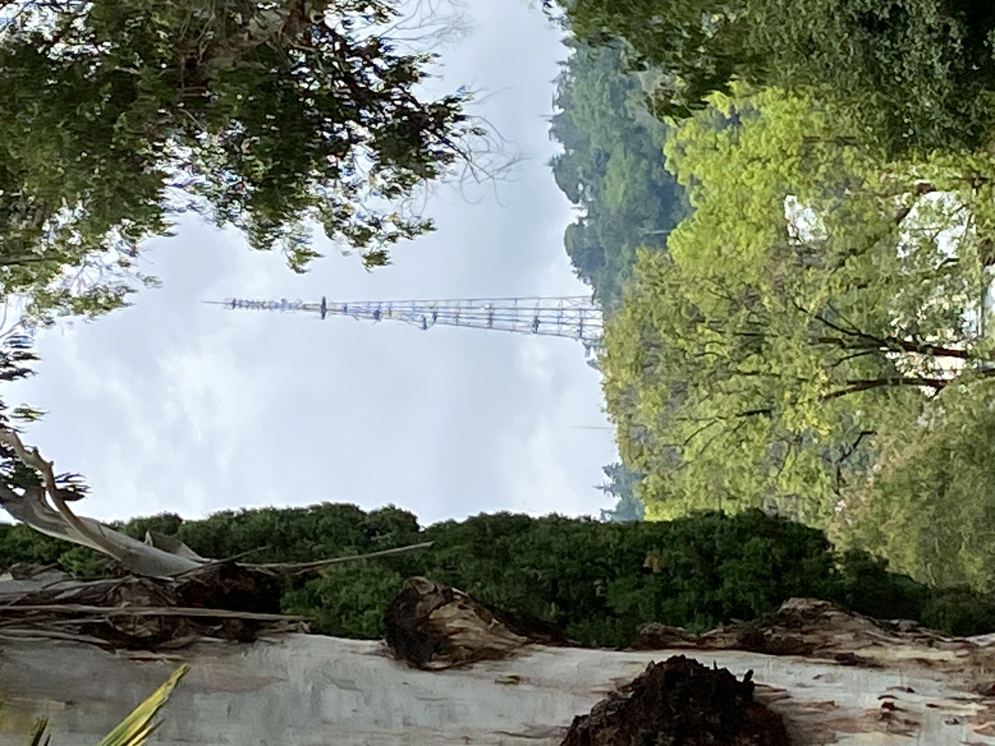 An outdoor, slightly hazy, daylight, eye-level shot captures a tall, blue lattice tower in the distance, rising above a lush, green hillside dotted with trees. In the foreground, to the left, a large, pale tree trunk with rough bark is prominent. Behind it, a dense line of dark green evergreen trees forms a backdrop. The sky is overcast.