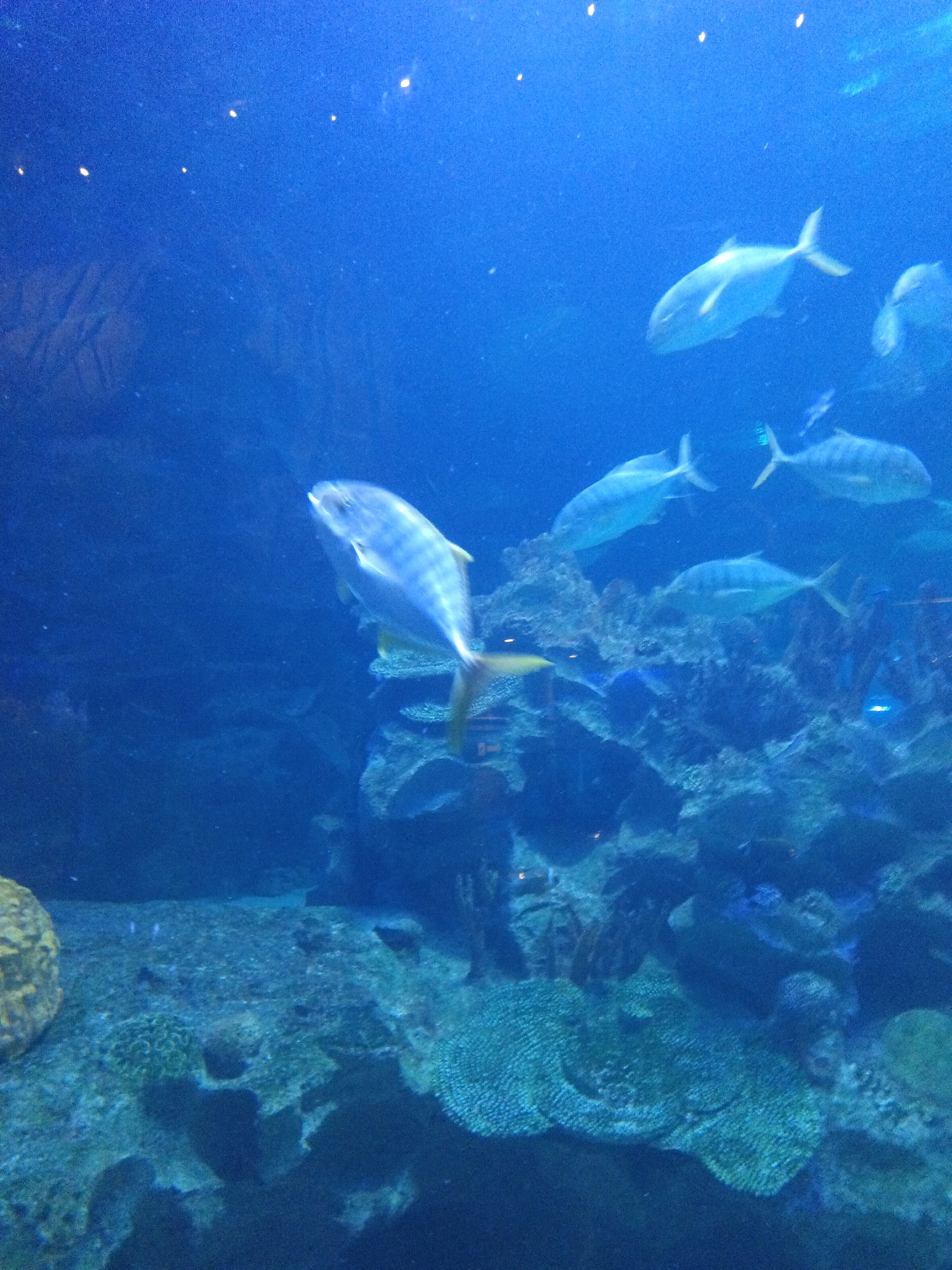 This is an underwater photograph taken in an aquarium. The scene is dominated by a deep blue hue, with several fish swimming in the water. In the foreground, a large, silver fish with its mouth open is swimming towards the right of the frame, appearing somewhat blurred due to motion. To its left and slightly behind, another similar fish is visible. In the mid-ground and background, more fish can be seen, some appearing as faint silhouettes. The environment includes a rocky, coral-like substrate on the bottom, with various formations of coral or rock visible. Several small, bright lights are scattered across the top of the image, likely from the aquarium's lighting system. The image suggests an artificial marine environment.
This photograph was taken at Aquaria KLCC, an aquarium located in Kuala Lumpur, Malaysia.