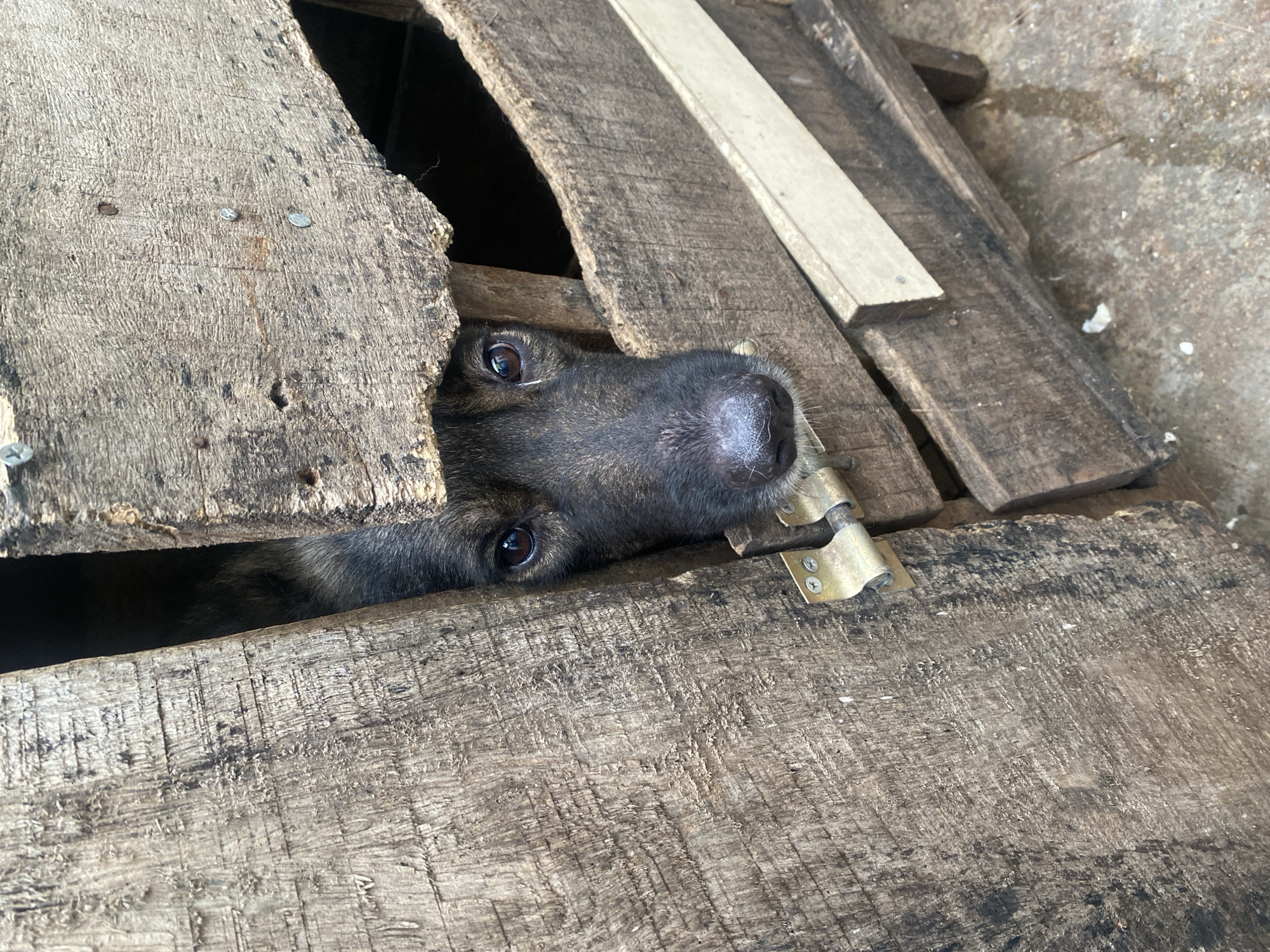 In Barakin Lerawi, Nigeria, a medium-sized, dark-haired dog with brown eyes peeks through a gap in a wooden structure. The dog's muzzle is dark, and its fur appears coarse. The structure is made of rough, weathered wooden planks, with visible nails and a metal latch on the left side. The interior of the structure is dark, obscuring the rest of the dog. The ground surrounding the structure appears to be dirt or concrete, with some scattered debris. The overall impression is one of confinement or enclosure.