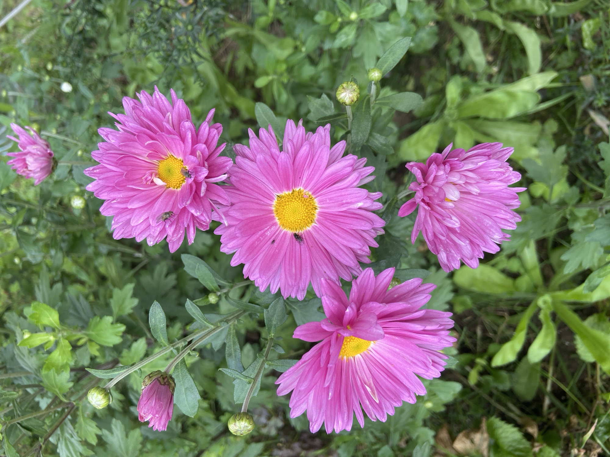 A high-angle, close-up shot captures a cluster of vibrant pink chrysanthemums in full bloom, set against a backdrop of lush green foliage. The flowers, with their intricate layers of petals and bright yellow centers, are the primary subjects. Several of the blooms are populated by small insects, likely flies, adding a touch of life to the scene. One unopened bud is visible on a stem, suggesting the ongoing cycle of growth. The overall environment appears to be a garden or park in Balashikha, Russia, given the natural setting and the presence of common garden flora. The lighting is natural, suggesting an outdoor daytime scene.
